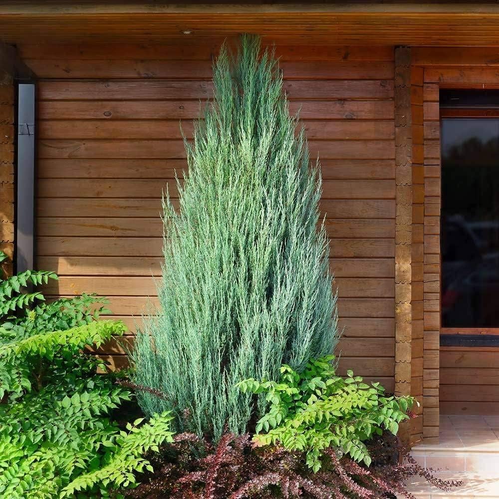 Skyrocket Juniper | 1 Live 4 Inch Plant | Juniperus Scopulorum | Evergreen Privacy Screen, Fast Growing Landscape Tree, Low Maintenance Garden, Ornamental Foliage, Drought Tolerant Plant