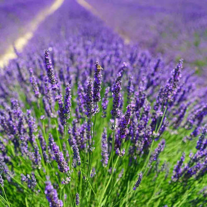 Carbeth Plants English Lavender Herb Plant 1 x Large 14cm Pot – Upright, Bushy Purple Lavender for Indoor & Outdoor Growing – Scented Garden Plant for Pots, Borders & Pollinators