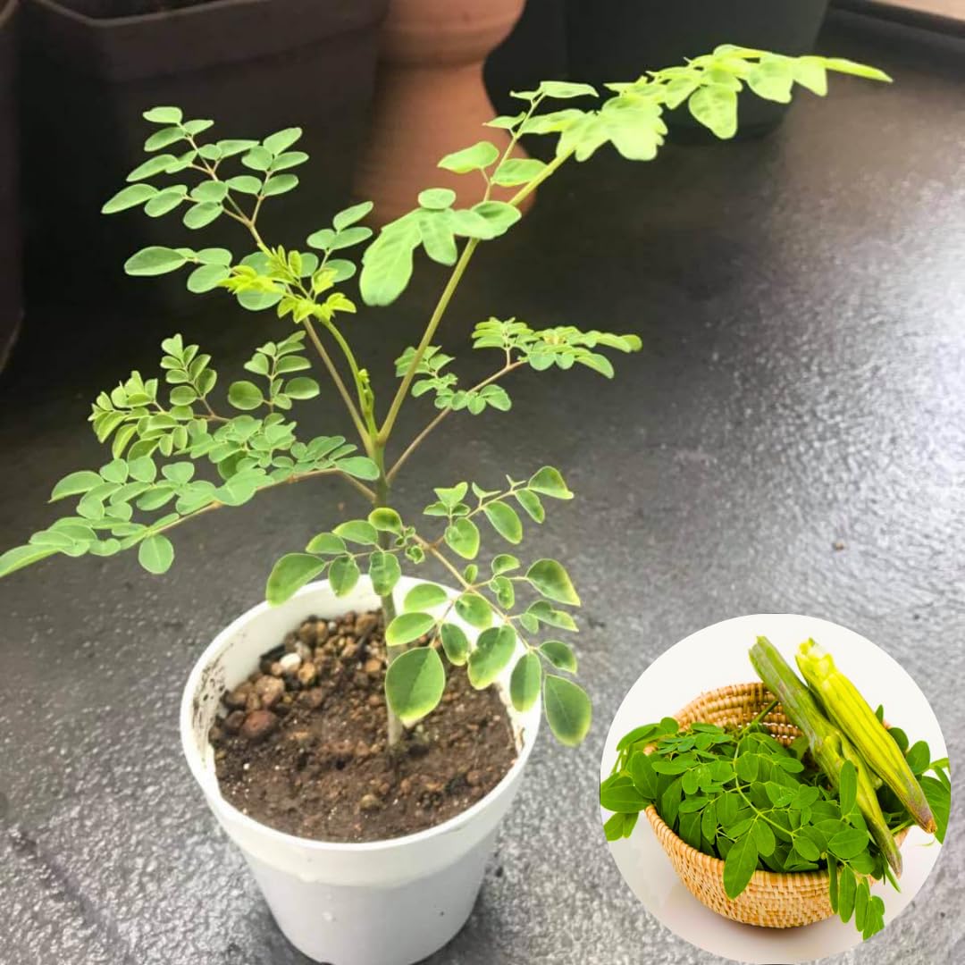 Live Moringa Tree Plant 5 Months Old, Moringa Oleifera Plant Seeddlings from 6 Inches Tall, Malunggay Horseradish Drumstick Tree for Zones 9-11