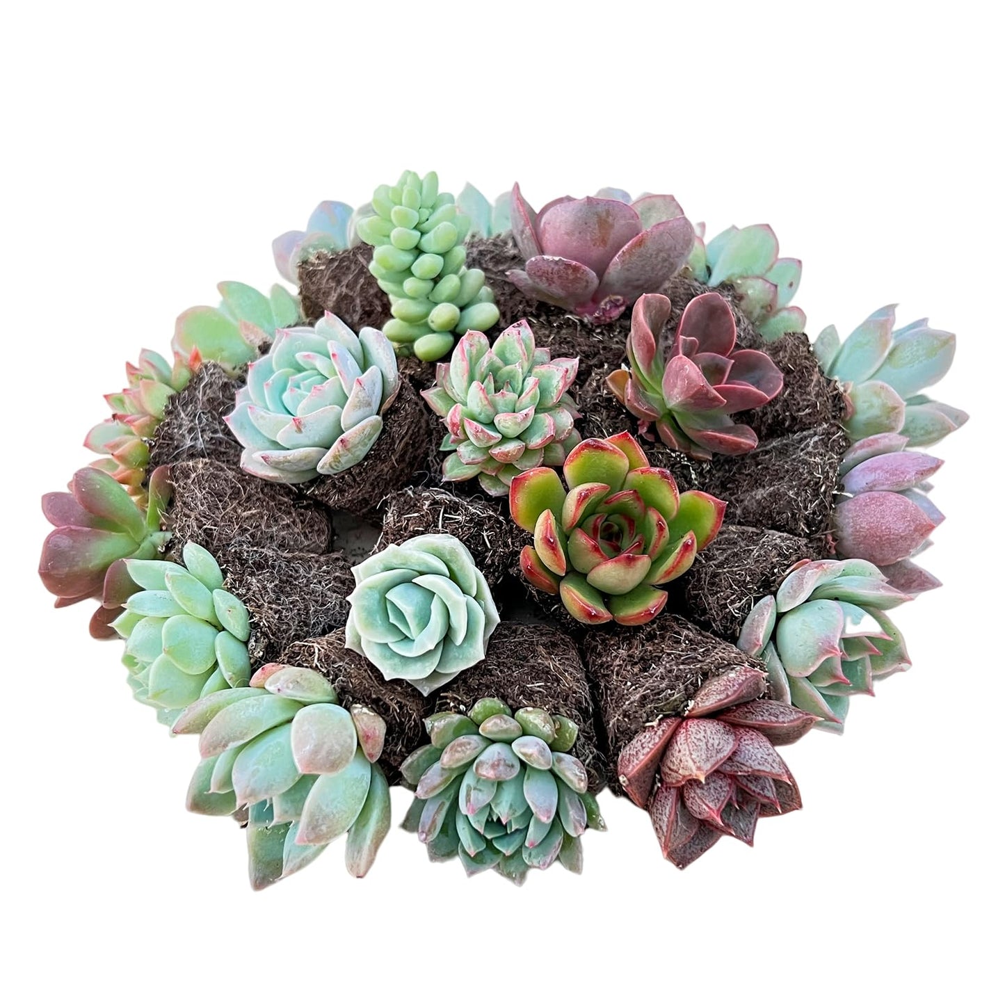 Sprout N Green 5 Assorted Succulents with Root, 5 Different Varieties Live Plants Collection, Without Plant Pot, Great for Gardener Beginner, DIY Projects, Wedding Party Favor, Easy to Care