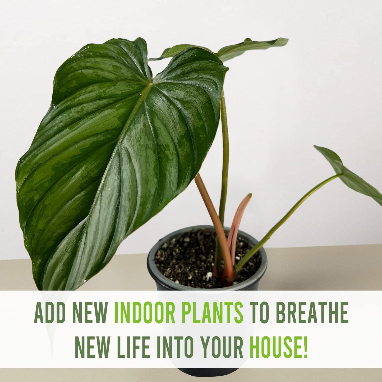 LEAL PLANTS ECUADOR Philodendron Pastazanum Silver (Pack of 2)| Live Indoor Tropical Greenery | Elephant Ear Plant | Air-Purifying Houseplants | Perfect for Home, Office |Unique Gift for Plant Lover