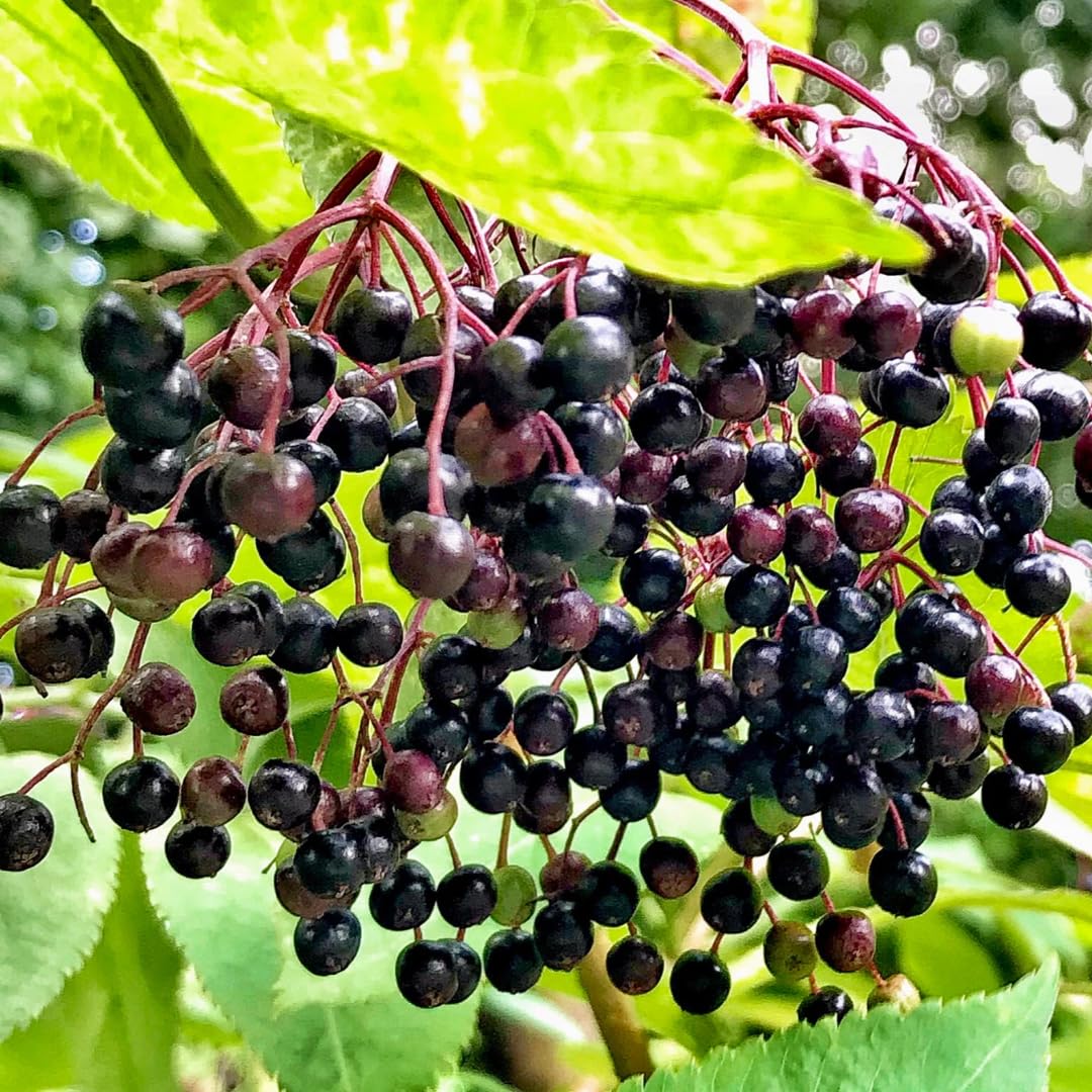 Sweet Elderberry Tree Live Plant for Zones 4 to 8, Cold Hardy American Elderberry Bush Shrub Size 1-2 Feet in Tall, Outdoor Planting