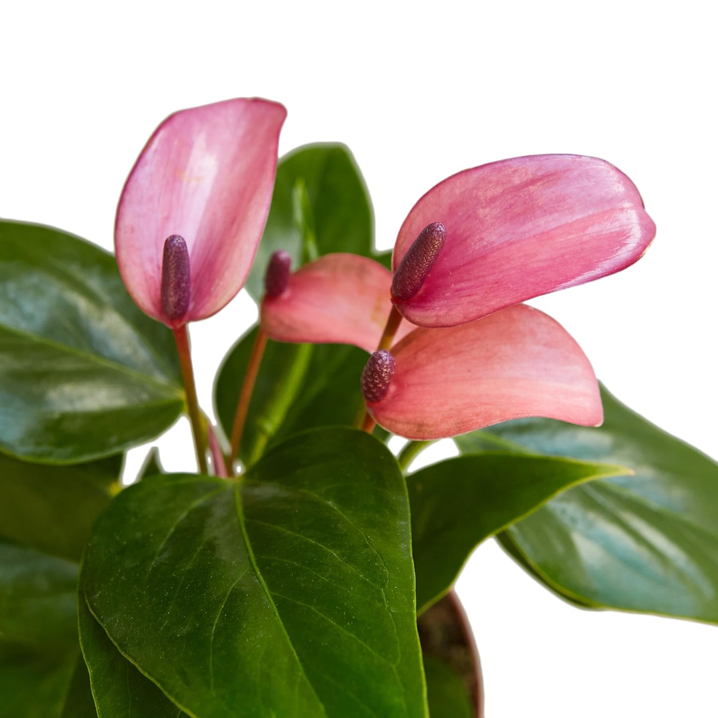 Anthurium Purple Andraeanum - Exquisite Indoor Plant with Long-Lasting Blooms and Lush Foliage & Glossy Purple Flowers - Easy-Care Indoor Plant - CA Seller - Air Purifying Plant (Small Plant, 4" Pot)