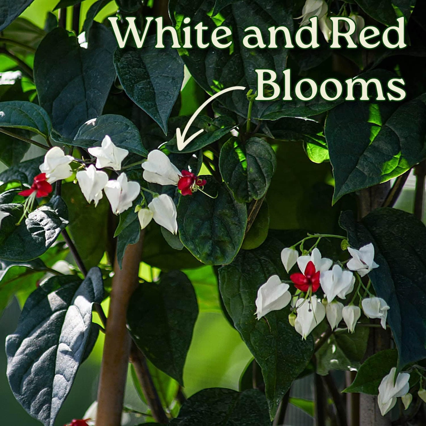 Tropical Plants of Florida Bleeding Heart Vine Live Plant Red and White Flowers - 3 Gallon 36 Inch Tall Tropical Flowering Vine Indoor Outdoor Ornamental Plant