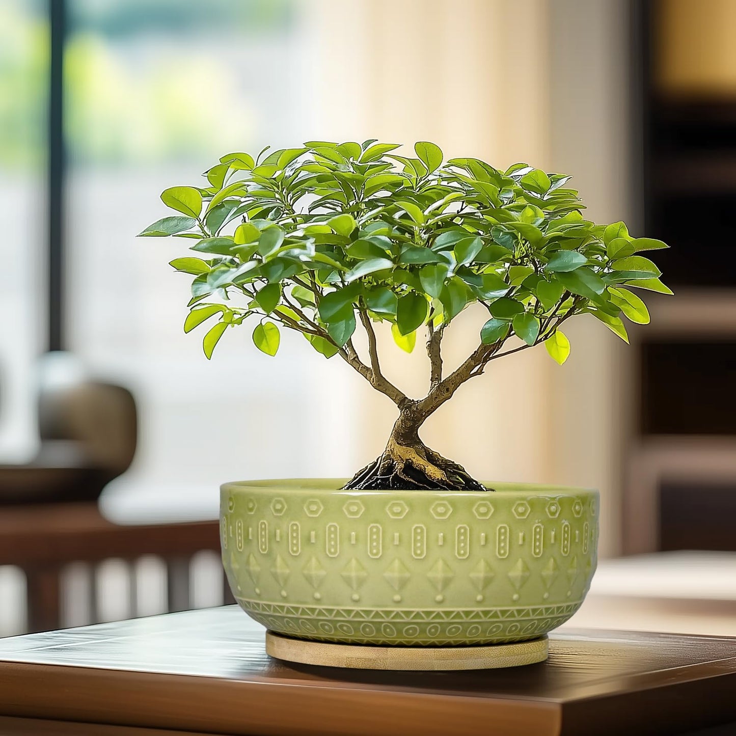 Fivepot Bonsai Tree Pot - 8 Inch Ceramic Succulent Pots with Drainage Hole and Saucer, Boho Round Shallow Planter Bowl for Indoor Plants Flower, Office Decor, Gifts for Women & Men, Green