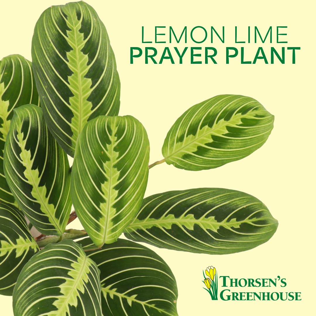 Thorsen's Greenhouse Lemon Lime Prayer Plant, Live Indoor Plant, Pet Friendly, Attractive Houseplant, Lemon Maranta, Natural Air Purifier, Easy to Grow, 4" Diameter Pot, White