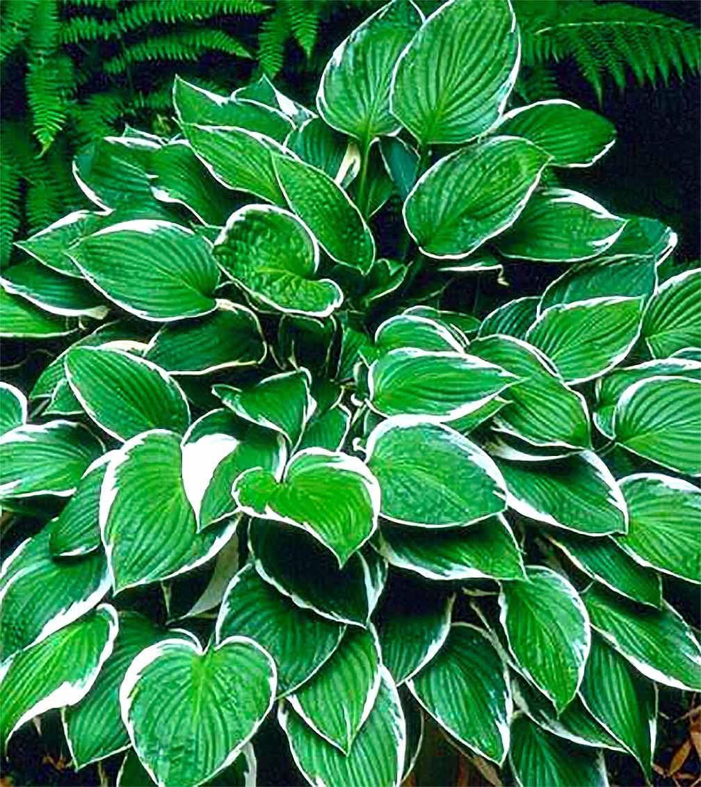August Moon Hosta - Shade Plant, 20" Tall 42" Wide, Lush Green Foliage, Ideal for Low Light Areas, Low Maintenance, Perfect for Garden Beds & Shade Gardens