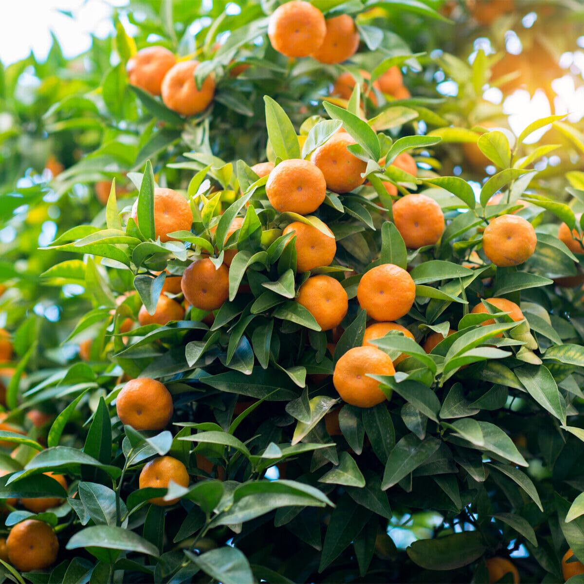 Satsuma Mandarin Tree - 2-5 Inch Tall Live Plant - Potted Seedling - Cold Hardy Orange Fruit Plant - Citrus reticulata 'Satsuma'