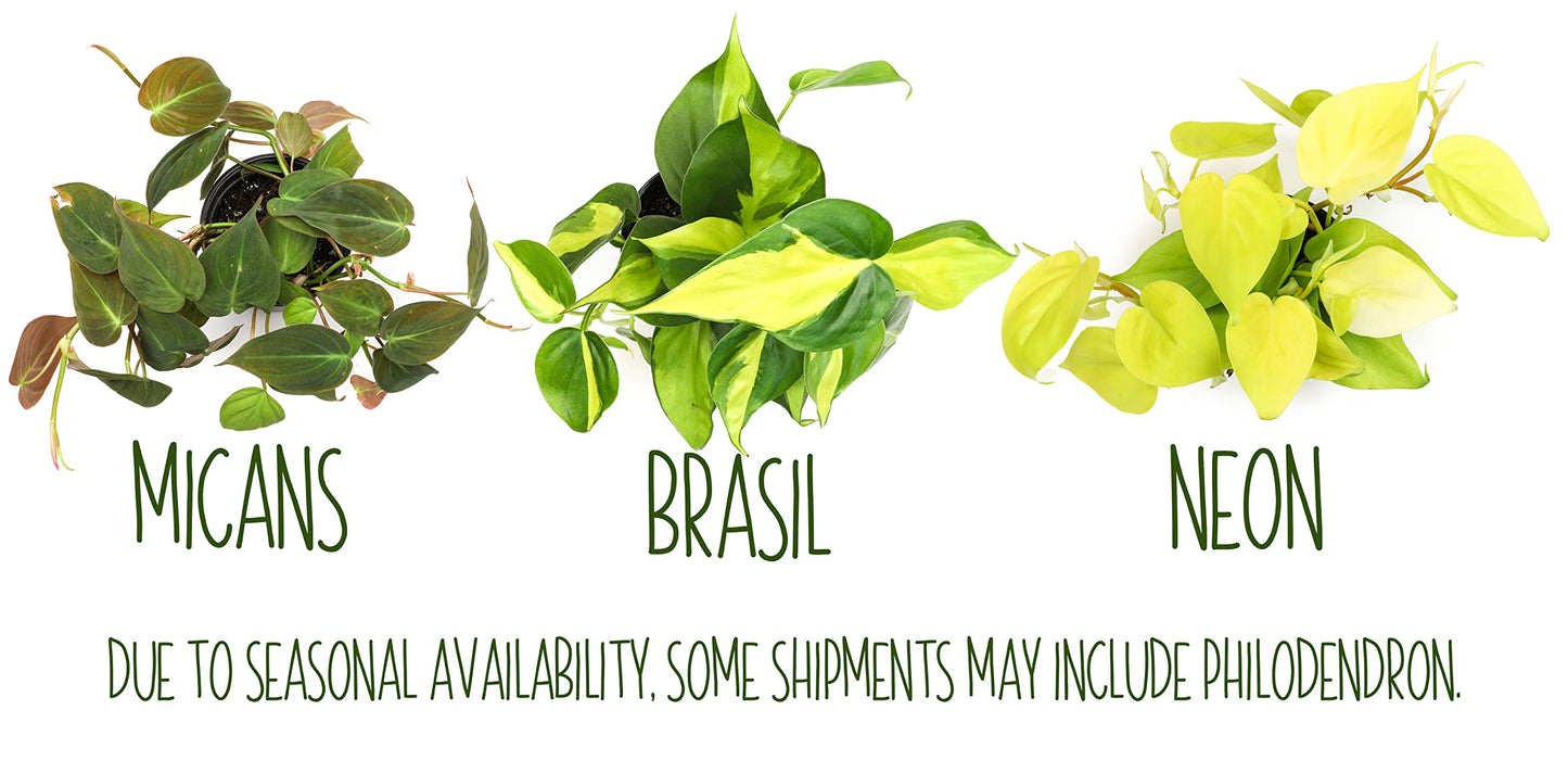Altman Plants, Live Pothos Plants (4PK) Indoor Plants Live Houseplants, Pothos Live Plant House Plants Indoors Live Plants, Money Plant Indoor Pothos Plant Decor, Devils Ivy Trailing Plants Live
