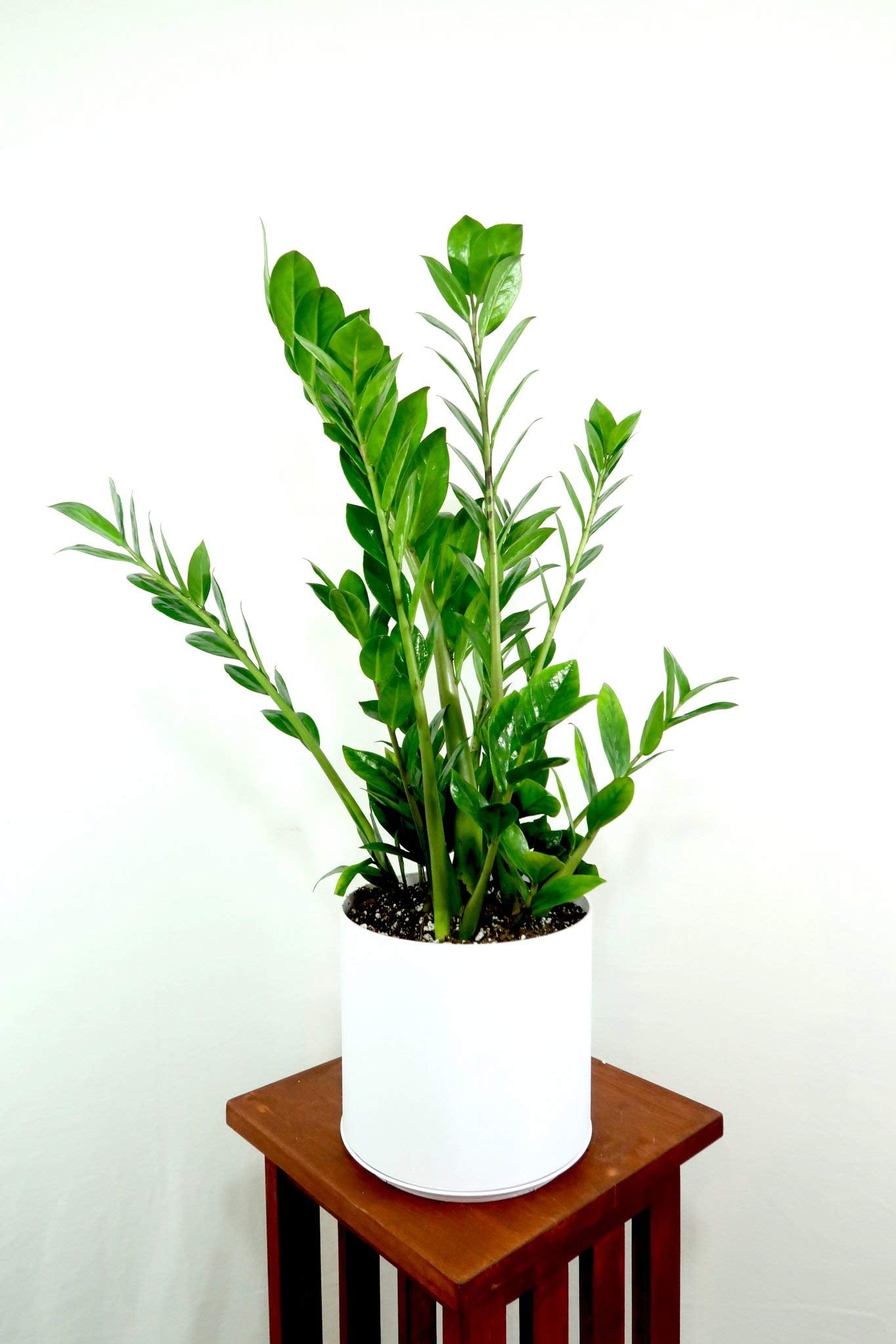 ZZ Plant - Live Plant in a 8 Inch Pot - Zamioculcas Zamiifolia - Beautiful Easy to Grow Air Purifying Indoor Plant