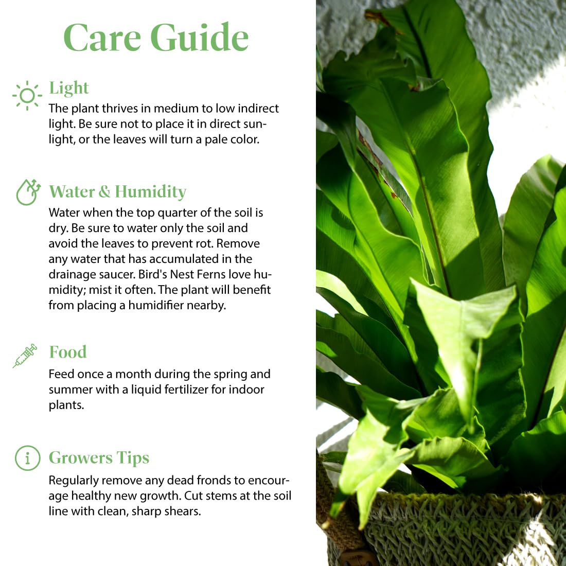 American Plant Exchange Bird’s Nest Fern – 6-Inch Pot – Live Easy Care Indoor Houseplant, Air-Purifying, Pet-Friendly Tropical Plant for Bathrooms, Bedrooms & Home or Office Décor