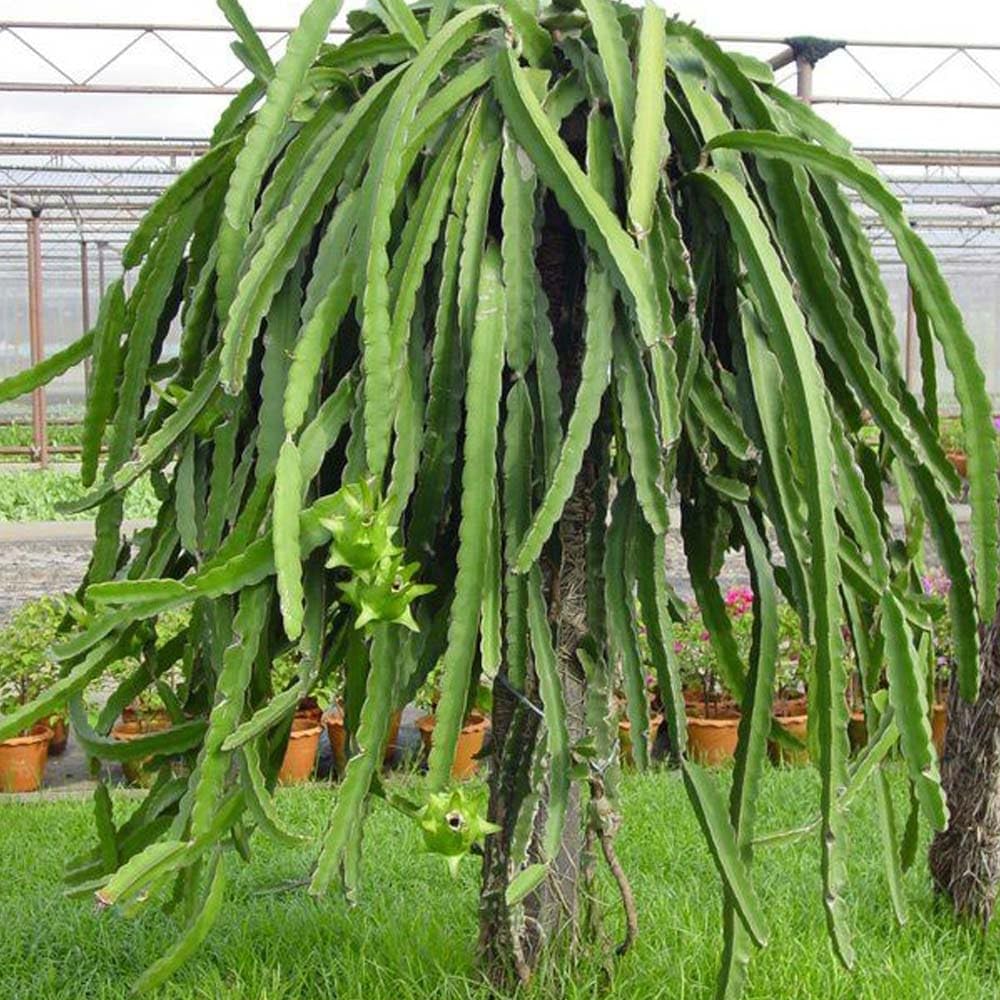 White Dragon Fruit Tree Live Plant, 3 Gallon Pot, Live Dragon Fruit Plant, Sweet Fruit Plant Outdoor Garden