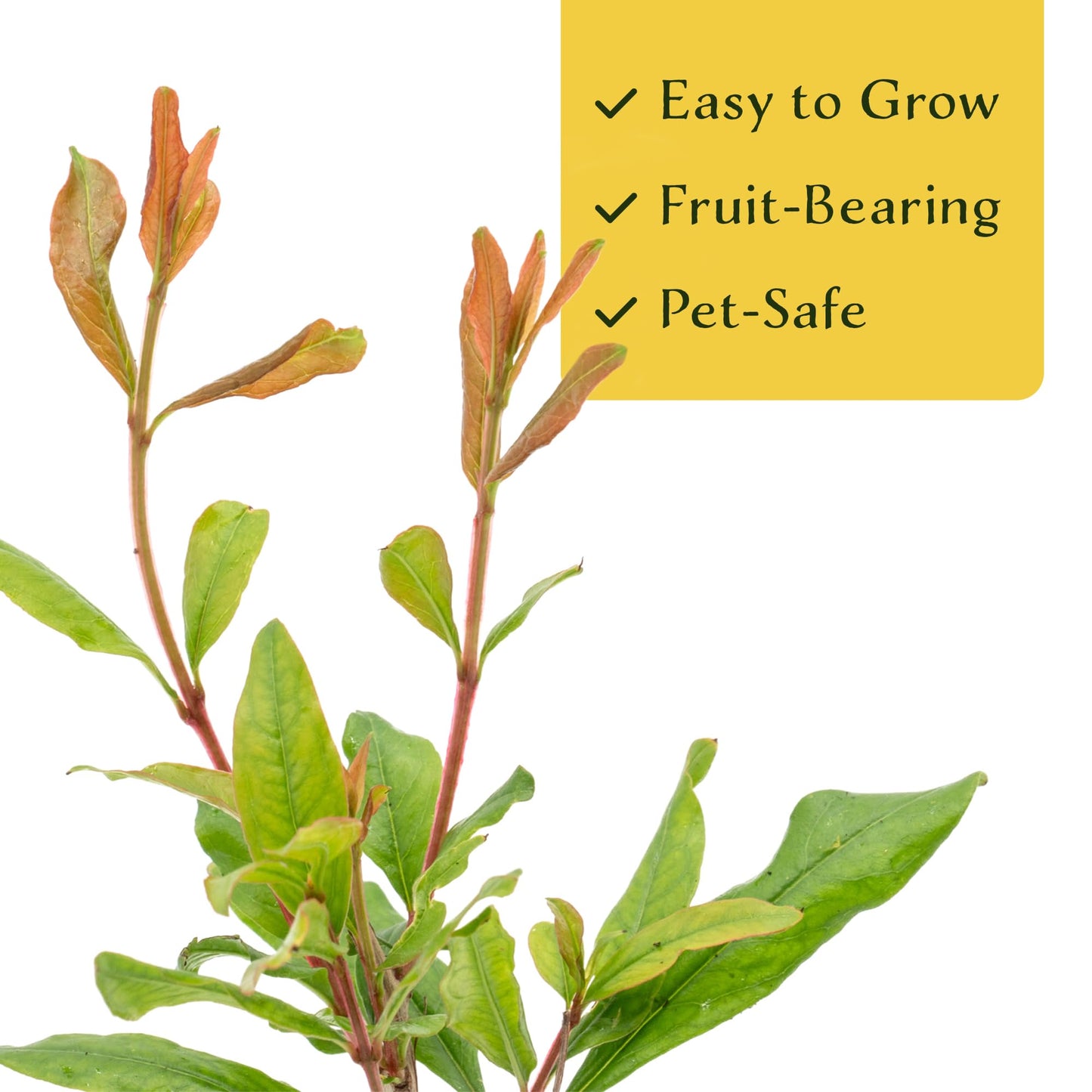 2 Pomegranate Wonderful Trees | Live Saplings in 2.5-inch Nursery Cubes | Punica Granatum 'Wonderful' Variety | Hardy Deciduous Trees and Shrubs | Red Fruit-Bearing Plant