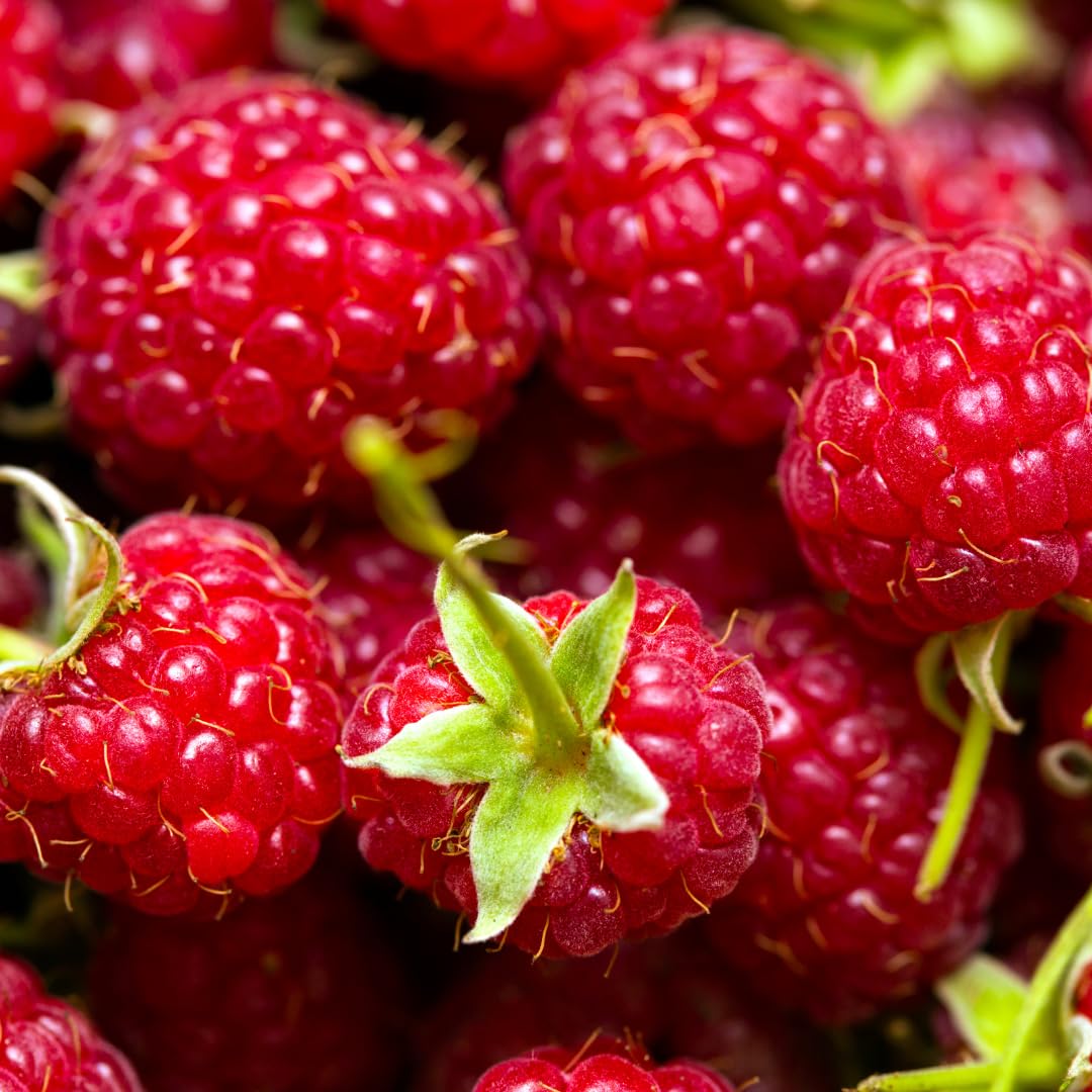 Live Red Raspberry Plant, Sweet Berries Plant, 3 Inch Pot, Ready for Planting