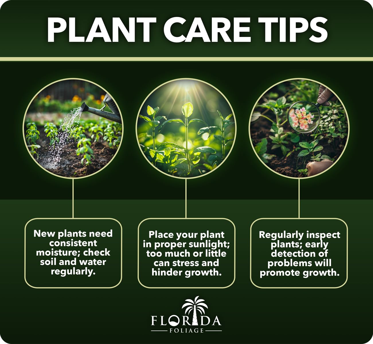 Society Garlic | 60 Live Plants | Tulbaghia Violacea | Drought Tolerant, Fragrant Blooms, Ornamental Perennial, Low Maintenance, Easy to Grow, Edible Flowers, Attracts Pollinators
