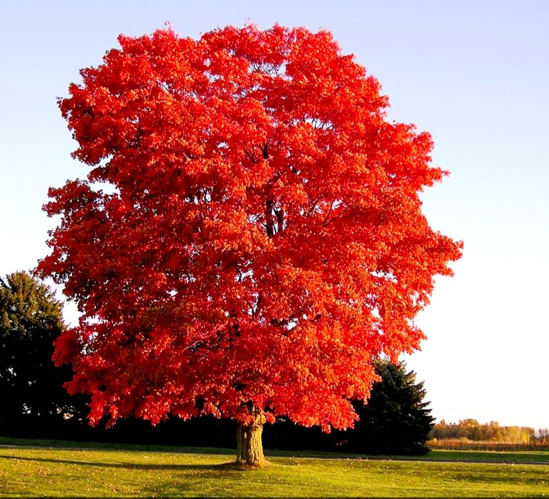 80 Seeds Red Maple Outdoors Maple Tree Seeds Acer rubrum PeavyTailor