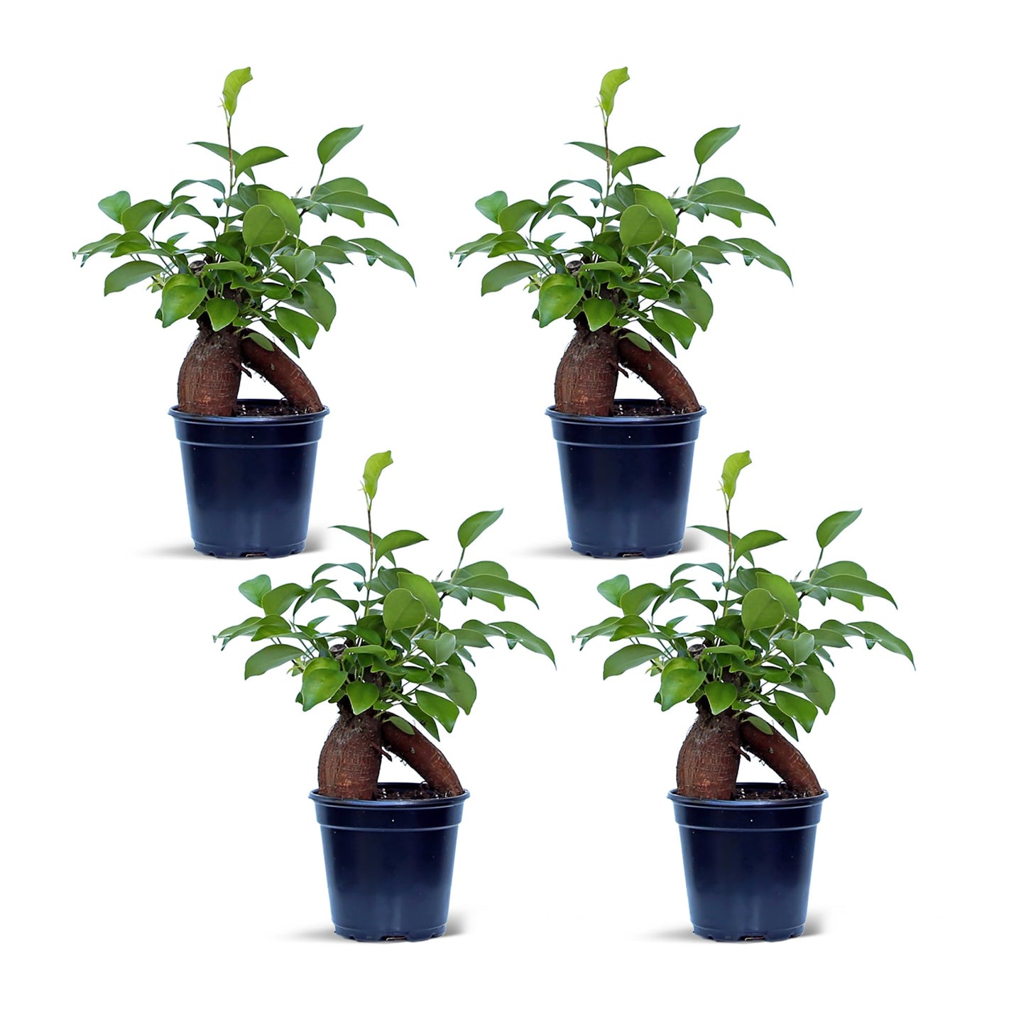 4 Pack Live Ginseng Ficus, Ficus Retusa, Banyan Fig, Potted Bonsai Houseplant, Birthday Gift for Plant Lover, Office Gift for Christmas, Indoor Live Plant in 4" Pot
