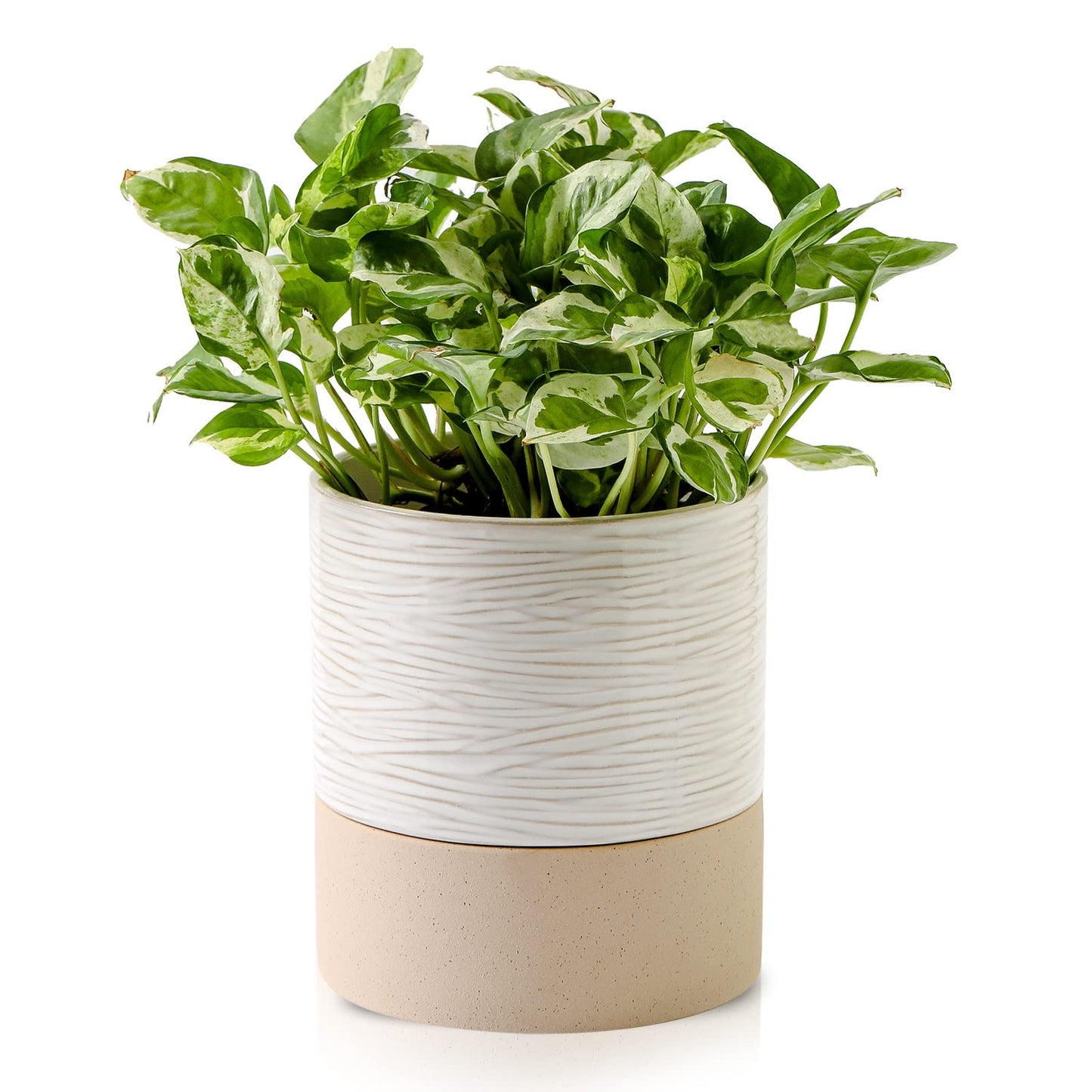 Nihow Self Watering Plant Pot: 6 Inch Ceramic Planter with Drainage Hole & Water Storage Plus for Indoor & Outdoor Plants - Cylinder Round Flower Pot for Succulent/Herbs/Violets - Cream White & Brown