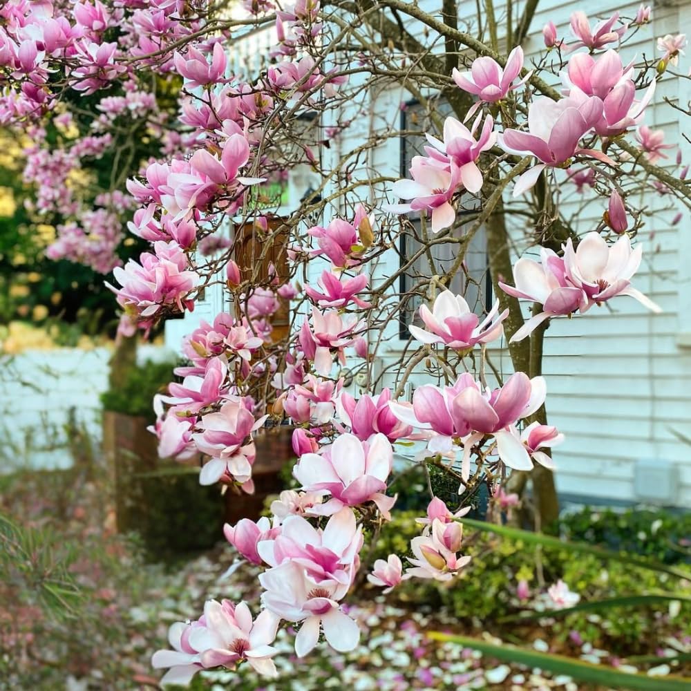 Magnolia Trees Live Plants, Jane Magnolia Tree, Pink Blooms, Well Rooted in 3 Gallon Pot, 3 Feet Tall, Fragrant Pink Flowers for Patio and Garden, No Ship to CA