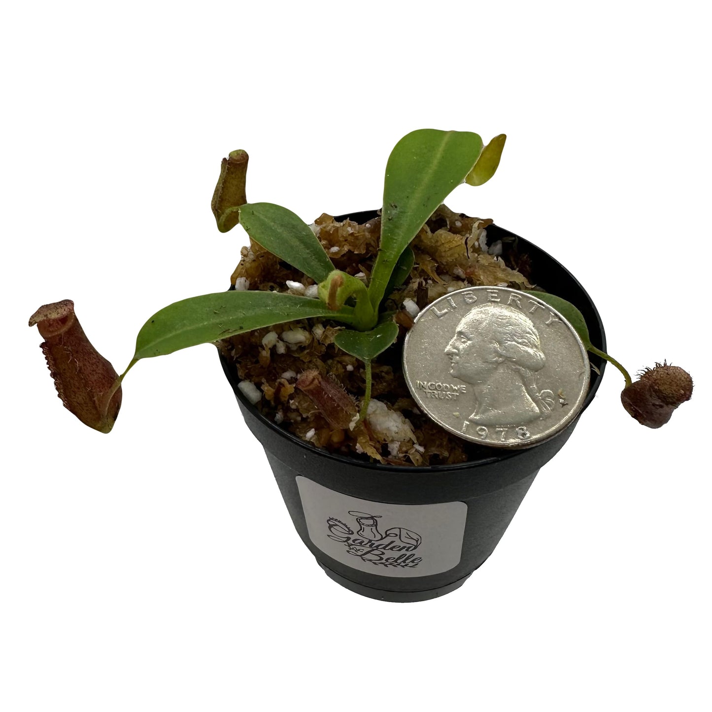 Nepenthes 'Briggsiana' (N.Lowii x N.Ventricosa Red) Tropical Carnivorous Pitcher Plant in 2" Pot