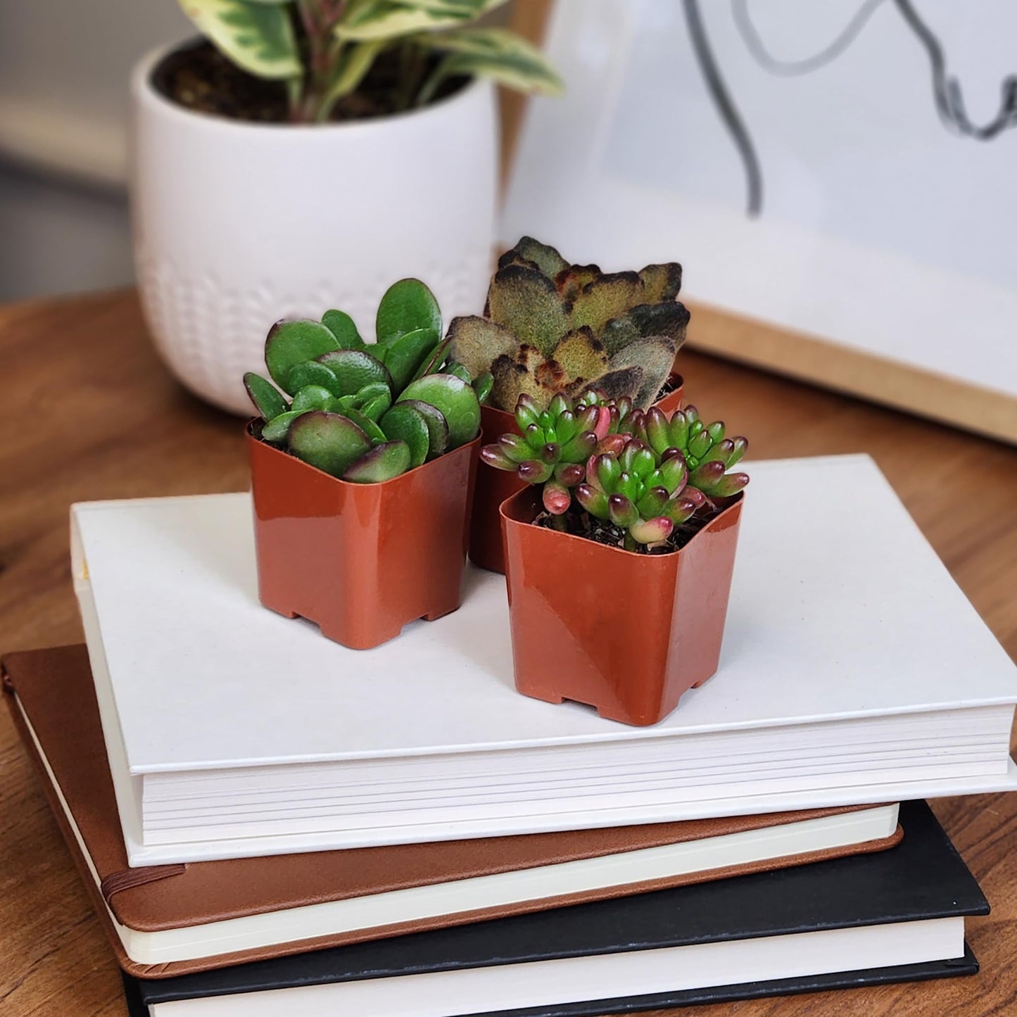 Altman Plants Specialty Live Succulent Plant (6 Pack), No Duplicates, Assorted Succulents Featuring Unique Colors & Shapes, 2 in Pots