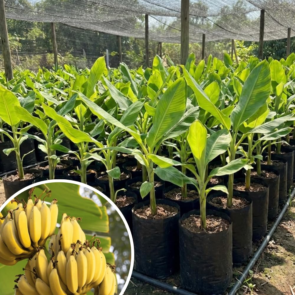 Banana Plant Live, Cold Hardy Tropical Banana, 4-6'' Tall, Starter Plant for Indoor and Outdoor (Dwarf Cavendish Banana)