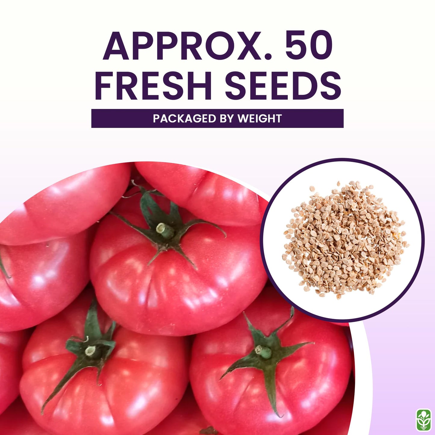 Pink Brandywine Tomato Seeds for Planting – Heirloom, Large & Juicy – One of the Most Delicious Tomatoes for Home Growing – Vegetable Seeds for Planting - Grown in the USA