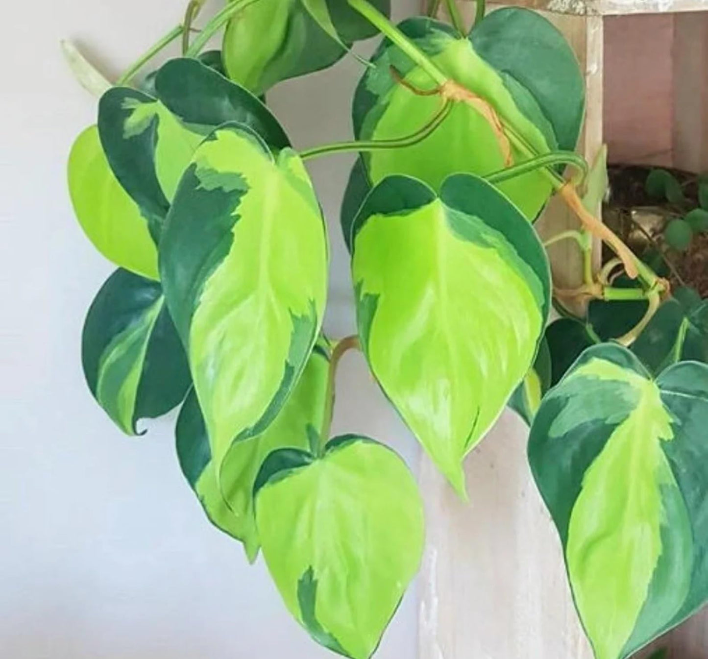 Limefire Philodendron Live Indoor Plant - Brasil Philodendron – Live Starter Plant in 2 Inch Pot - Striking Variegated Foliage with Bold Yellow-Green Centers