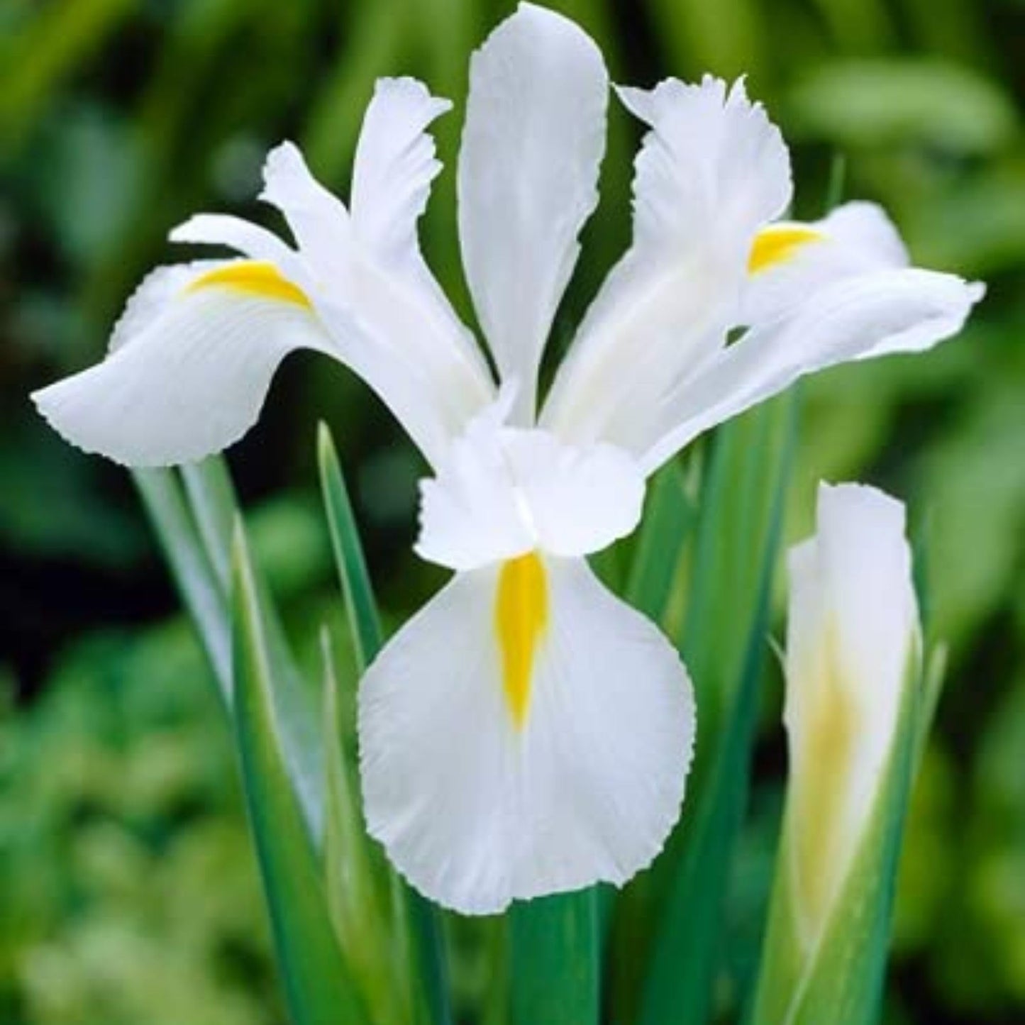 Dutch Iris ‘White Van Vliet’ Bulbs – Elegant White Hollandica Variety | Hardy Mid-Spring Blooms, Deer Resistant, Great for Naturalizing, Borders, and Long-Lasting Cut Flower Arrangements