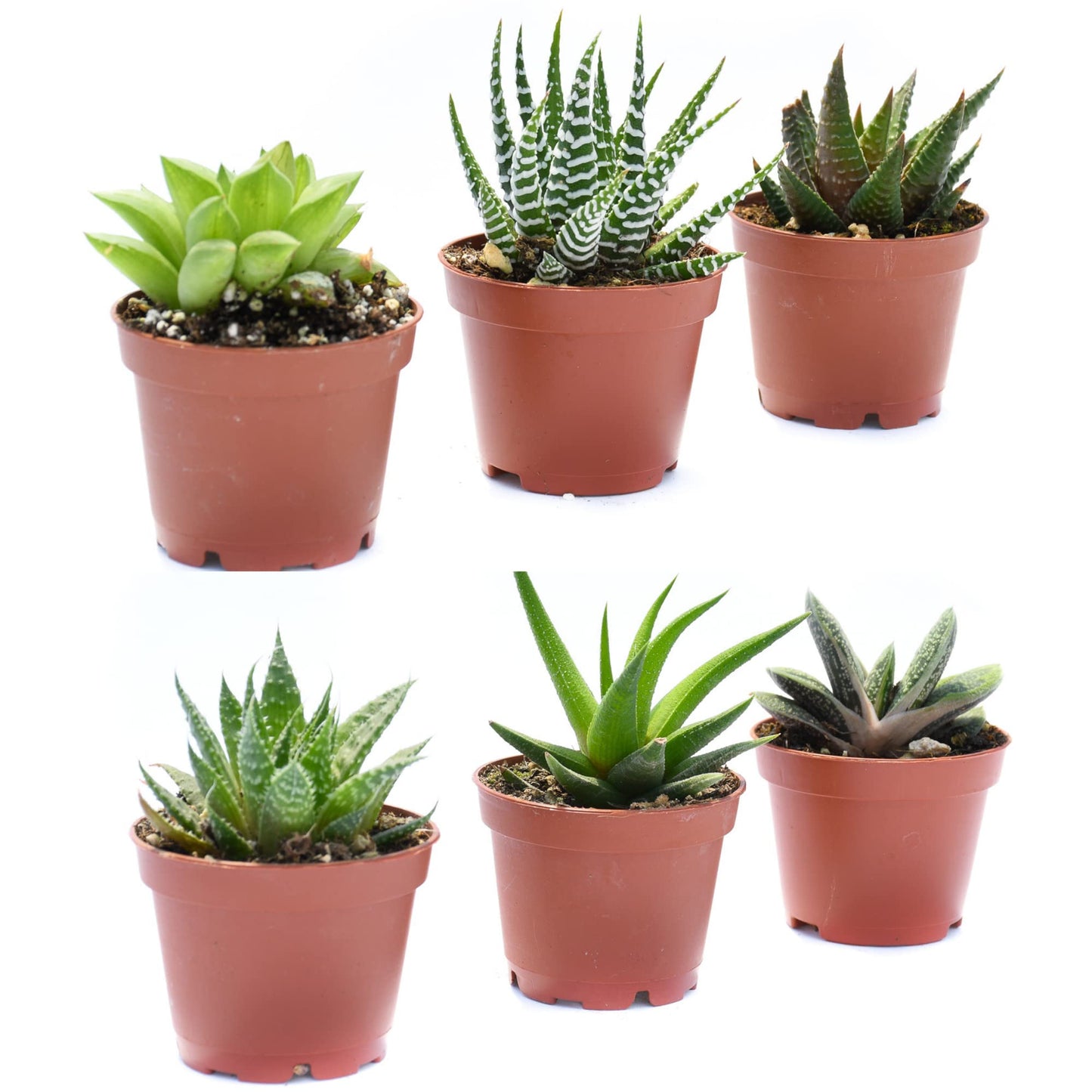 Live Indoor Succulent Plants – 2-inch Assorted Small Succulent – Real Fully Rooted Indoor Succulent Plants (6)