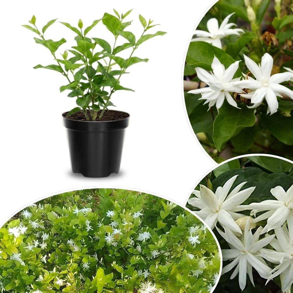 Live White Jasmine Plant 4–8 Inches Tall, Jasmine Sambac Plants, Fragrant Flower Vine Live Plant Indoor Outdoor Garden