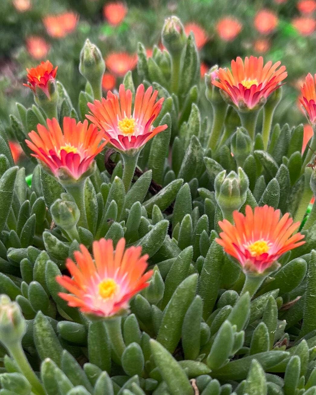 Perennial Farm Delosperma ‘Topaz’ – Live Groundcover Ice Plant in 1 Quart Container, Jewel-Toned Lavender Blooms, Drought Tolerant, Heat Loving, Ideal for Rock Gardens & Sunny Borders