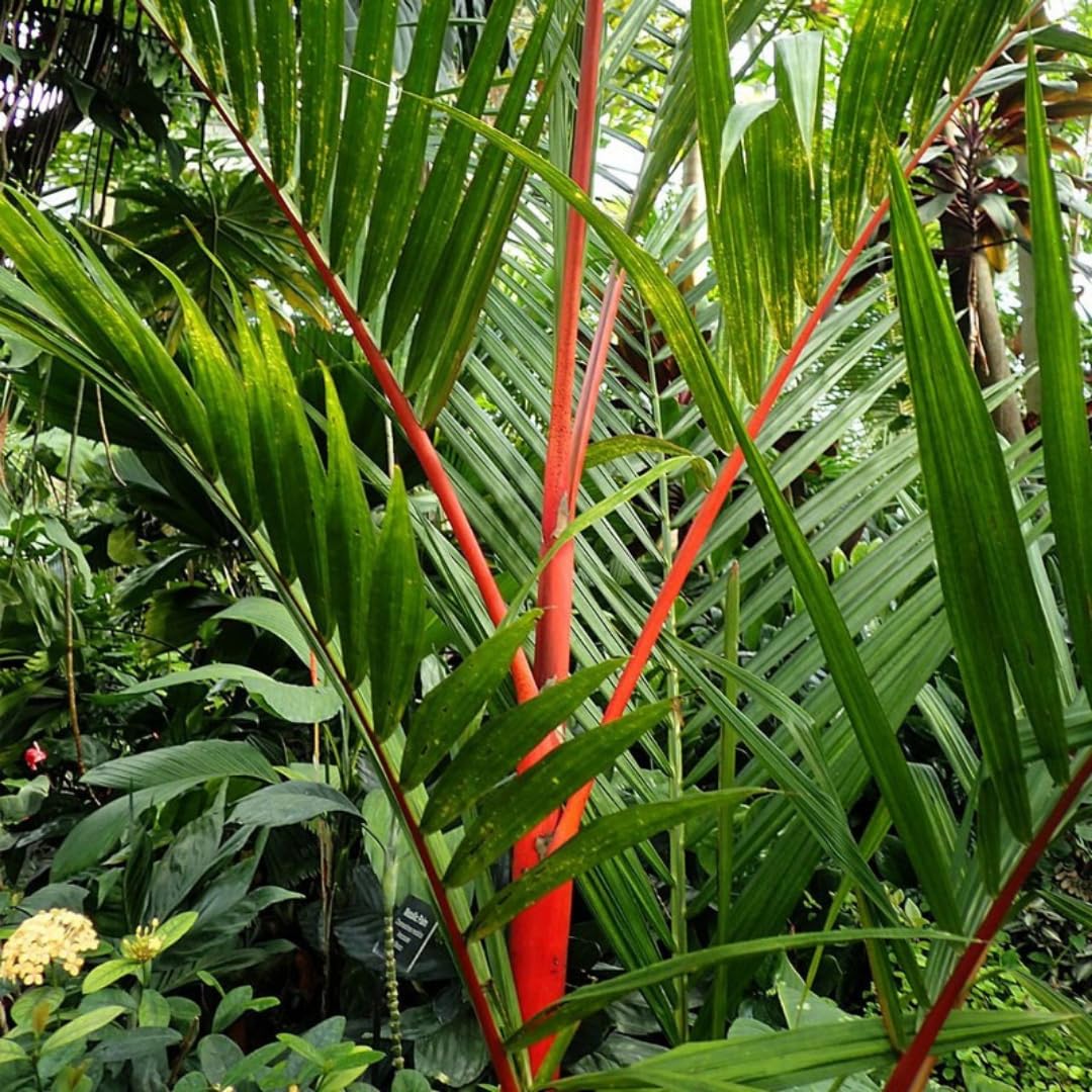 Palm Tree Plant, Live Tropical Palm Tree, Fully Rooted in 3 Gallon Pot, Ready for Outdoor Planting (Red Lipstick Palm)