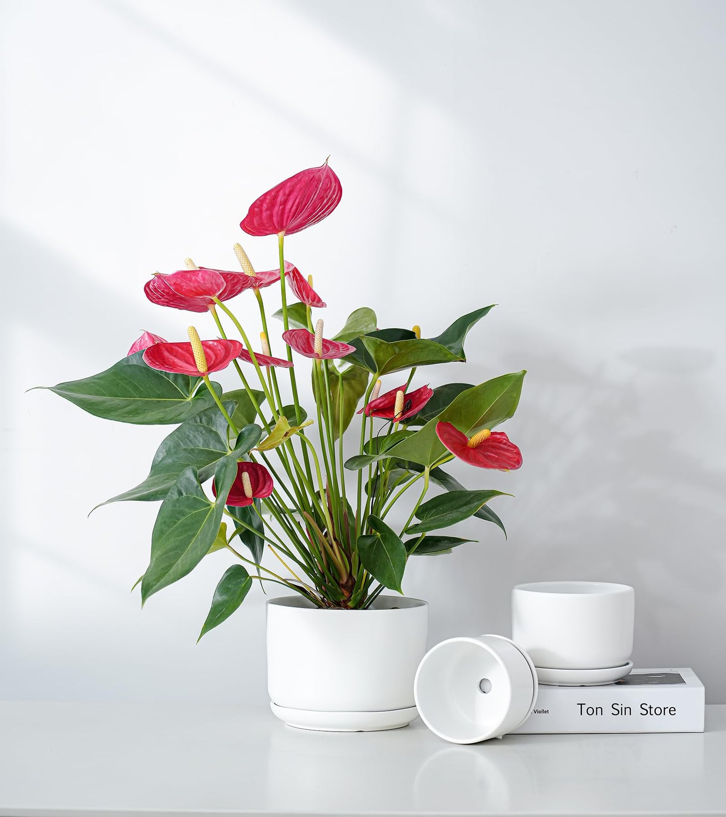 Ton Sin Plant Pots, 4.1+5.1+6.5 inch, Set of 3, Ceramic Planters with Drainage Hole and Saucer, Indoor Flower Pot with Drainage Hole, Gifts for Mom(Matte White)