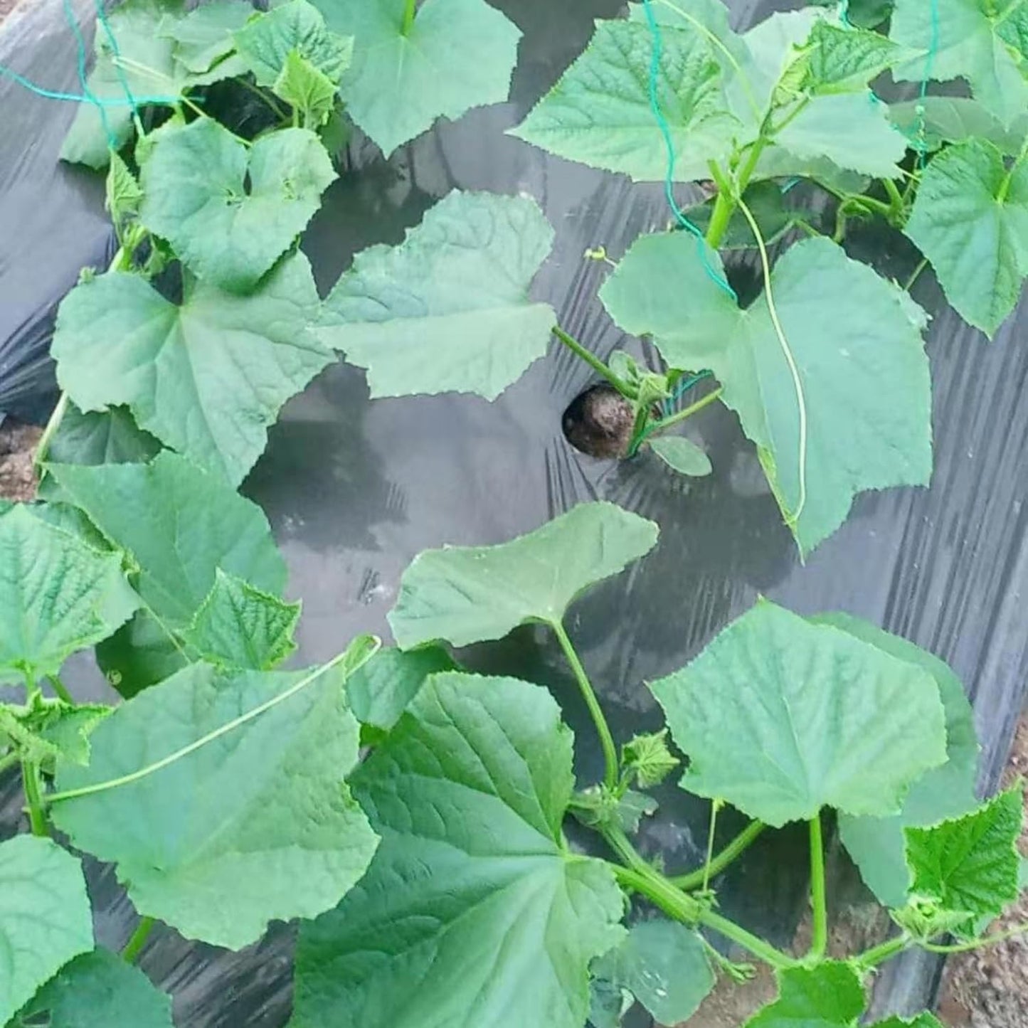2 Cucumber Plants Live, Live Green Cucumber Plants, 3 to 5 Inches Tall, 4 Inches Pot, Cucumber Live Plants, Cucumber Starter Plants Growing Outdoor