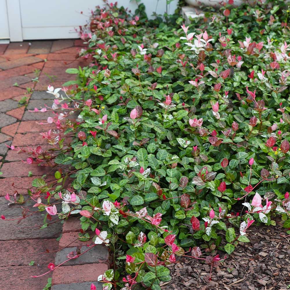 Brighter Blooms - Snow-N-Summer Asiatic Jasmine Shrub, 1 Gallon - Live Plant - No Shipping to AK, AZ, HI