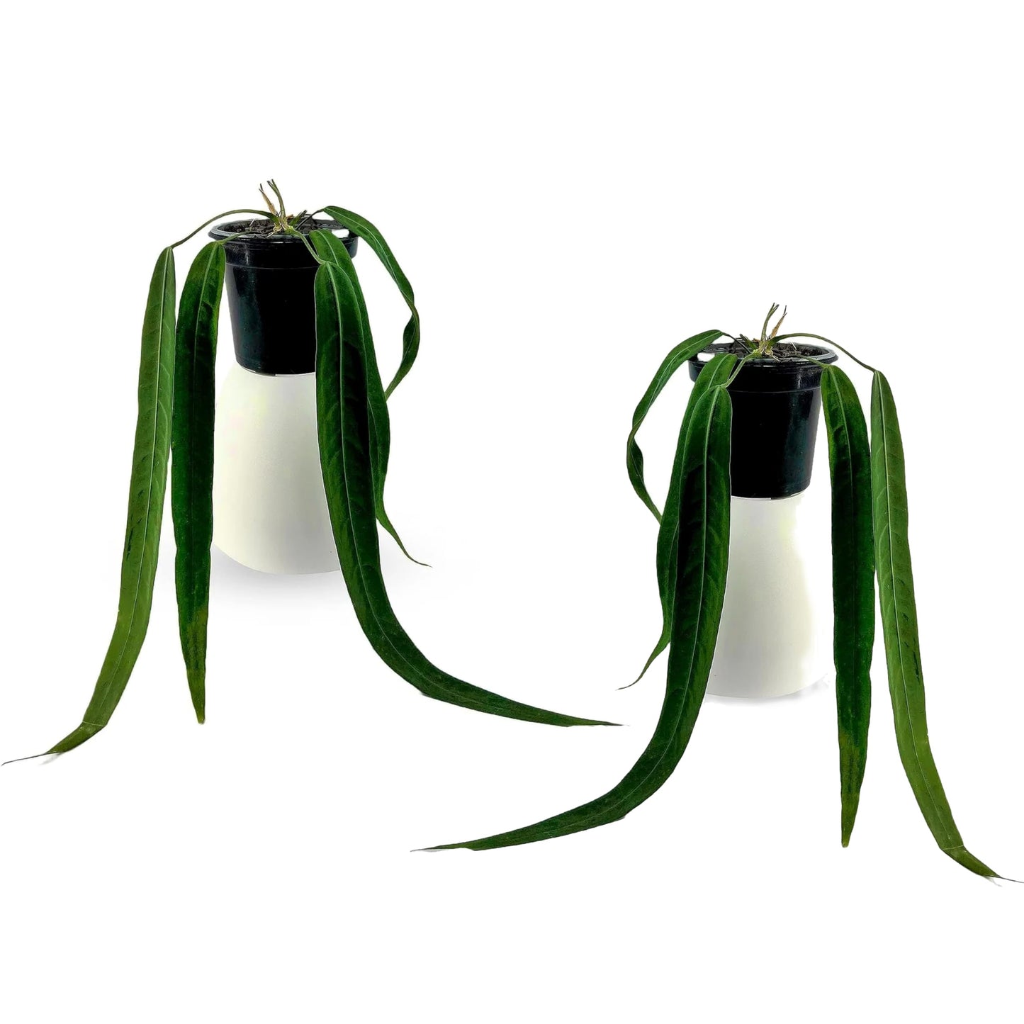 LEAL PLANTS ECUADOR Anthurium Pallidiflorum (Pack of 2)| Green Live Plant for Indoor |Rare & Exotic Indoor Plants for Living Room | Unique Gift for Plant Lovers