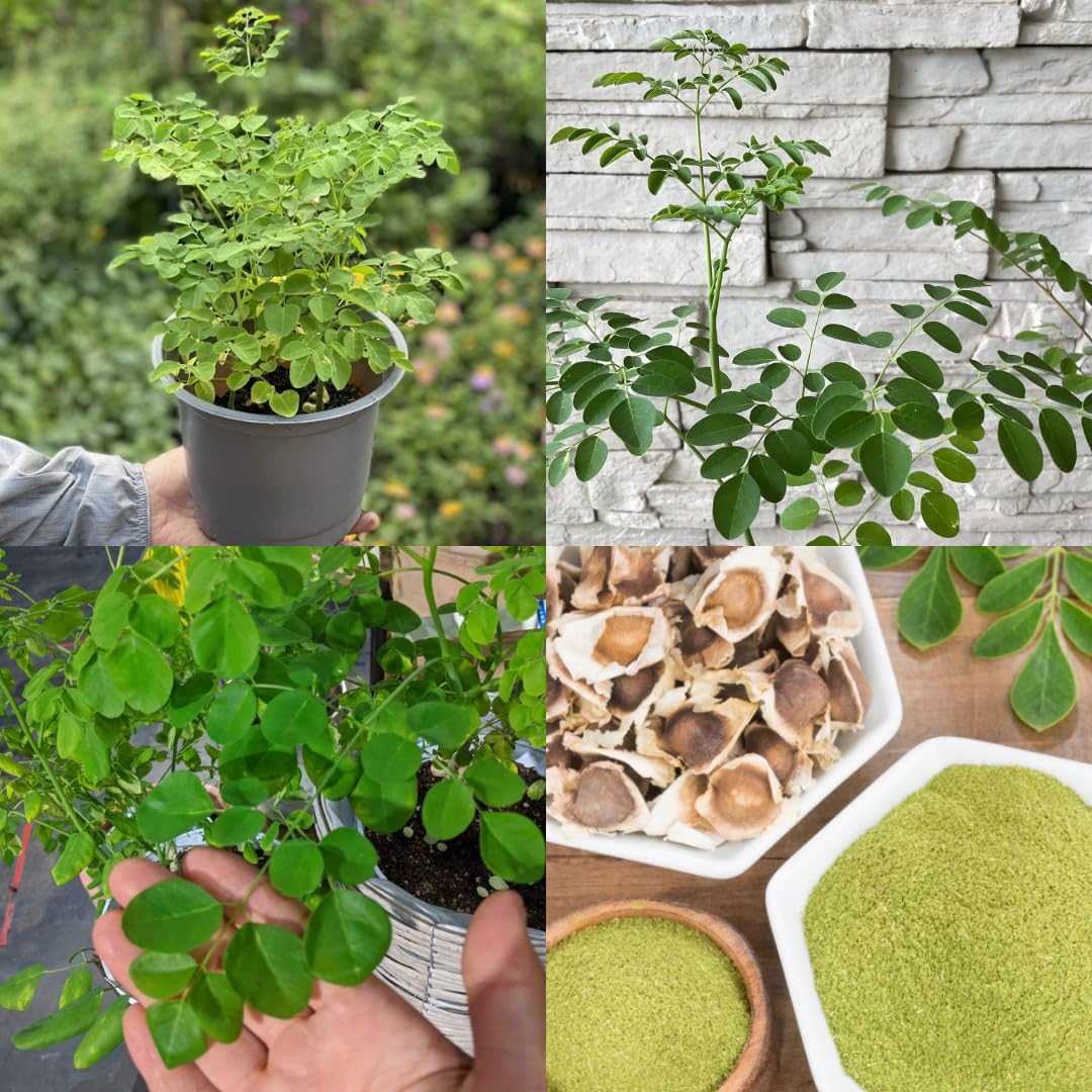 4 Live Moringa Trees Plants, Cold Hardy for Outdoor Garden, Zones 4-9, Well-Rooted Plant in Pot, Moringa Oleifera Malunggay Horseradish Trees