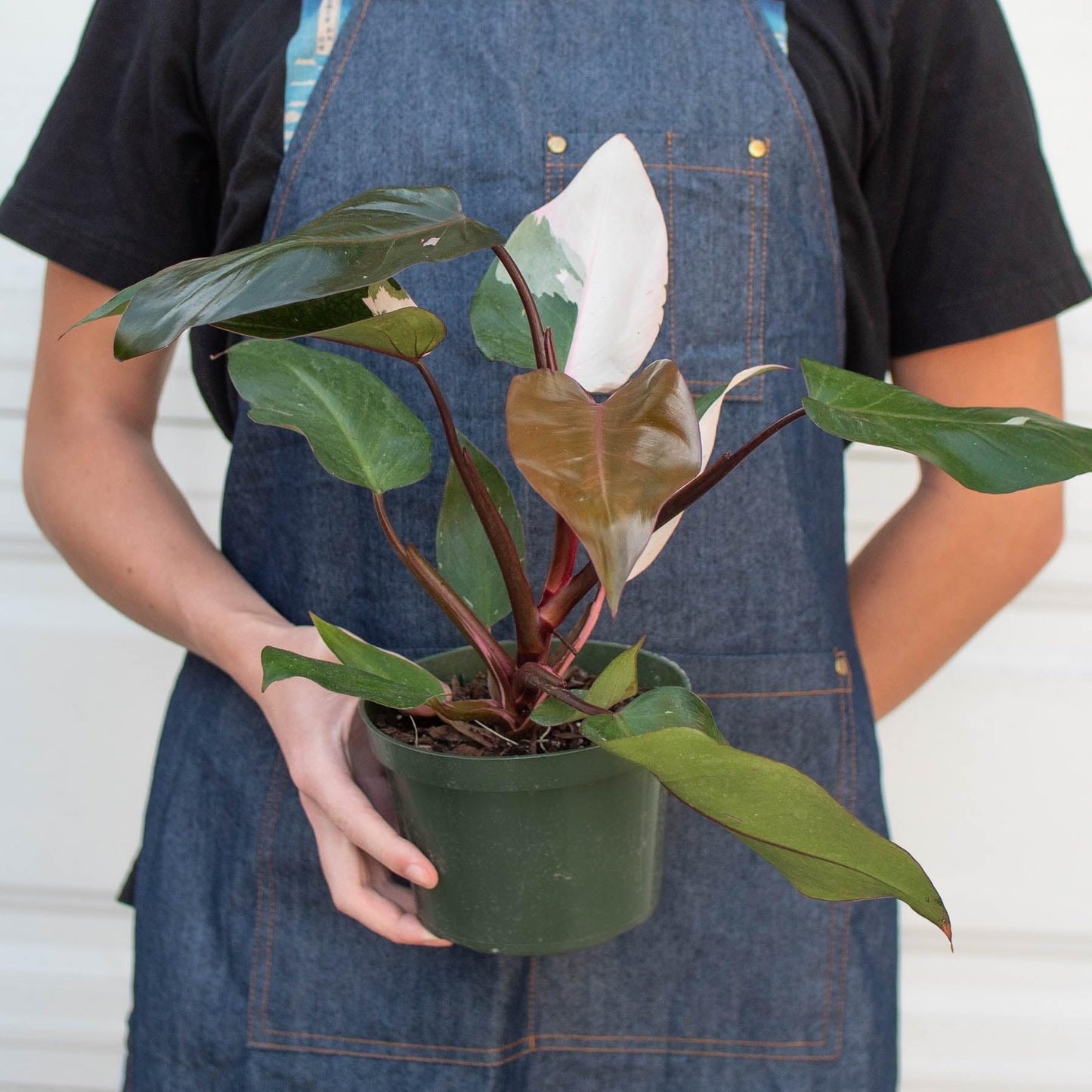 Philodendron 'Pink Princess' | Live Plant for Indoor & Outdoor | for Living Room, Office, Bathroom | (6" Pot)
