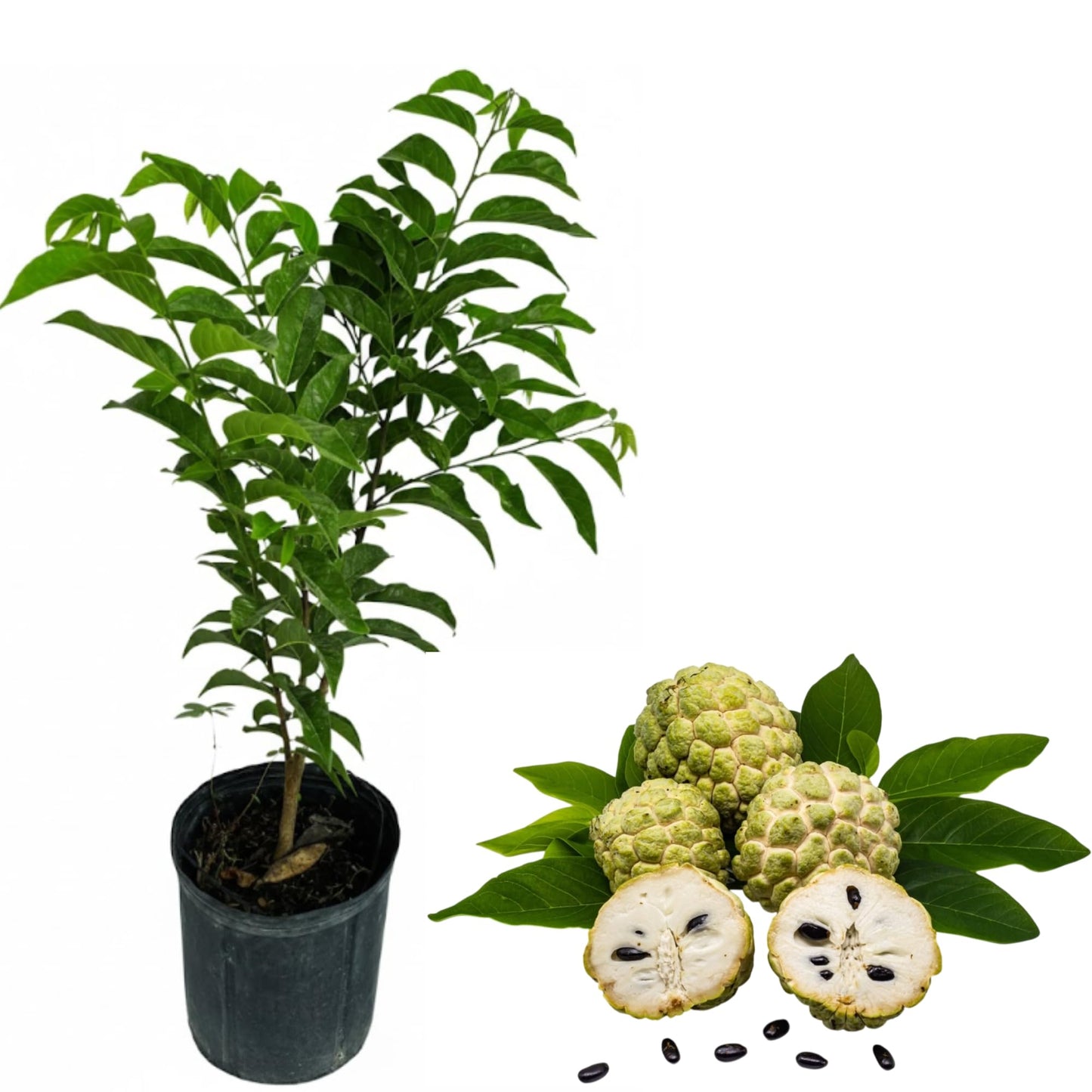 Green Sugar Apple Plant Live for Planting, Annona Squamosa Tree Live Plant 2 to 3 Feet Tall in 3 Gallon Pot, Sweet Custard Apple Fruit Tree Outdoor Garden, Can't Ship to CA