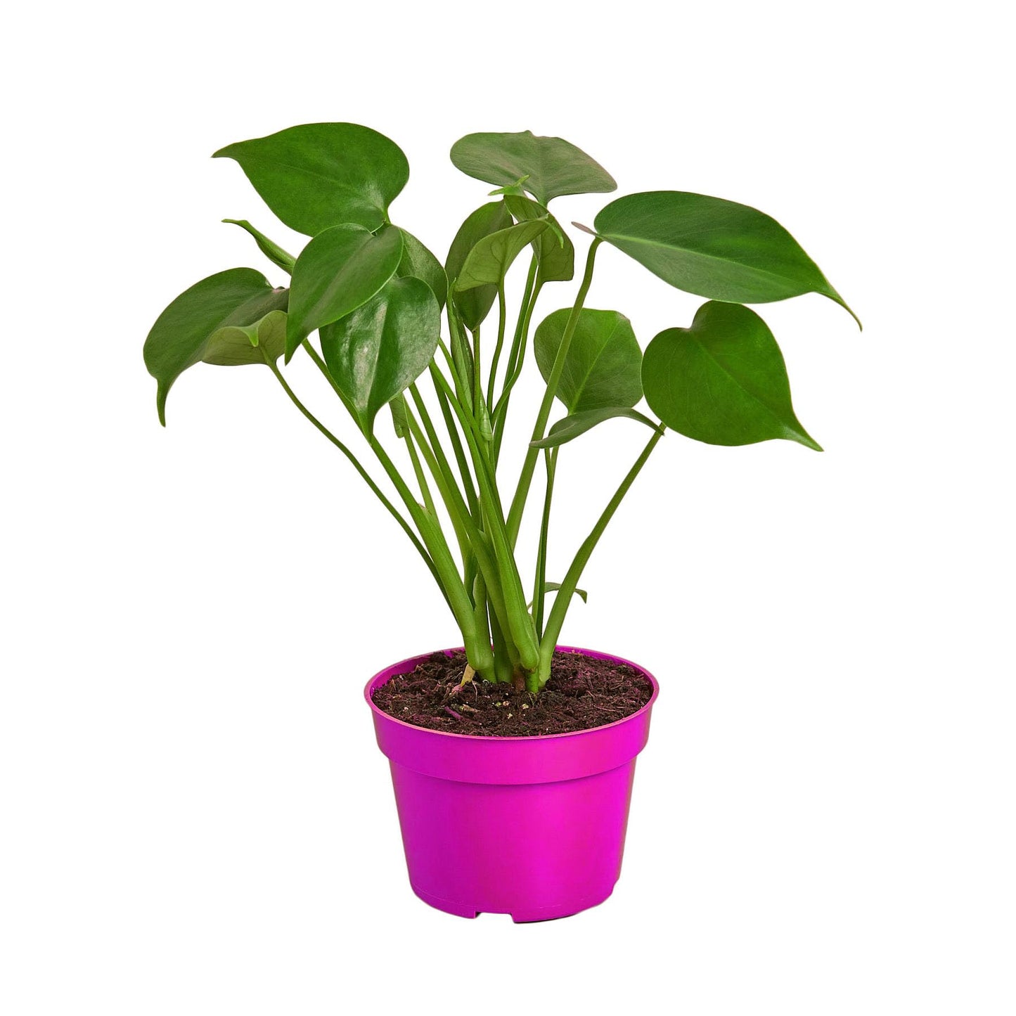Philodendron Monstera Split-Leaf in 4in Pot - Live Plants Tropical Houseplants | Variegated | USA Growers | The Snobby Leaf