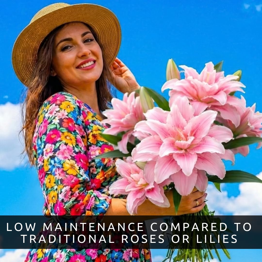 Pink Roselily Double Oriental Lily Bulbs – Fragrant, Pollen-Free, Fully Double Blooms – Premium Perennial Flower for Garden Beds & Cut Arrangements (3 Bulbs)