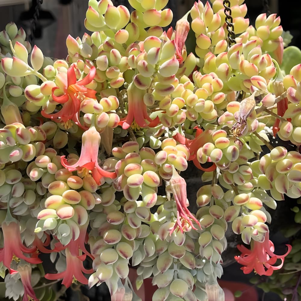 Cotyledon Pendens Succulent Plant Live | 2 Inch Pot Rare Trailing Variety Houseplant for Indoor Growing and Collections