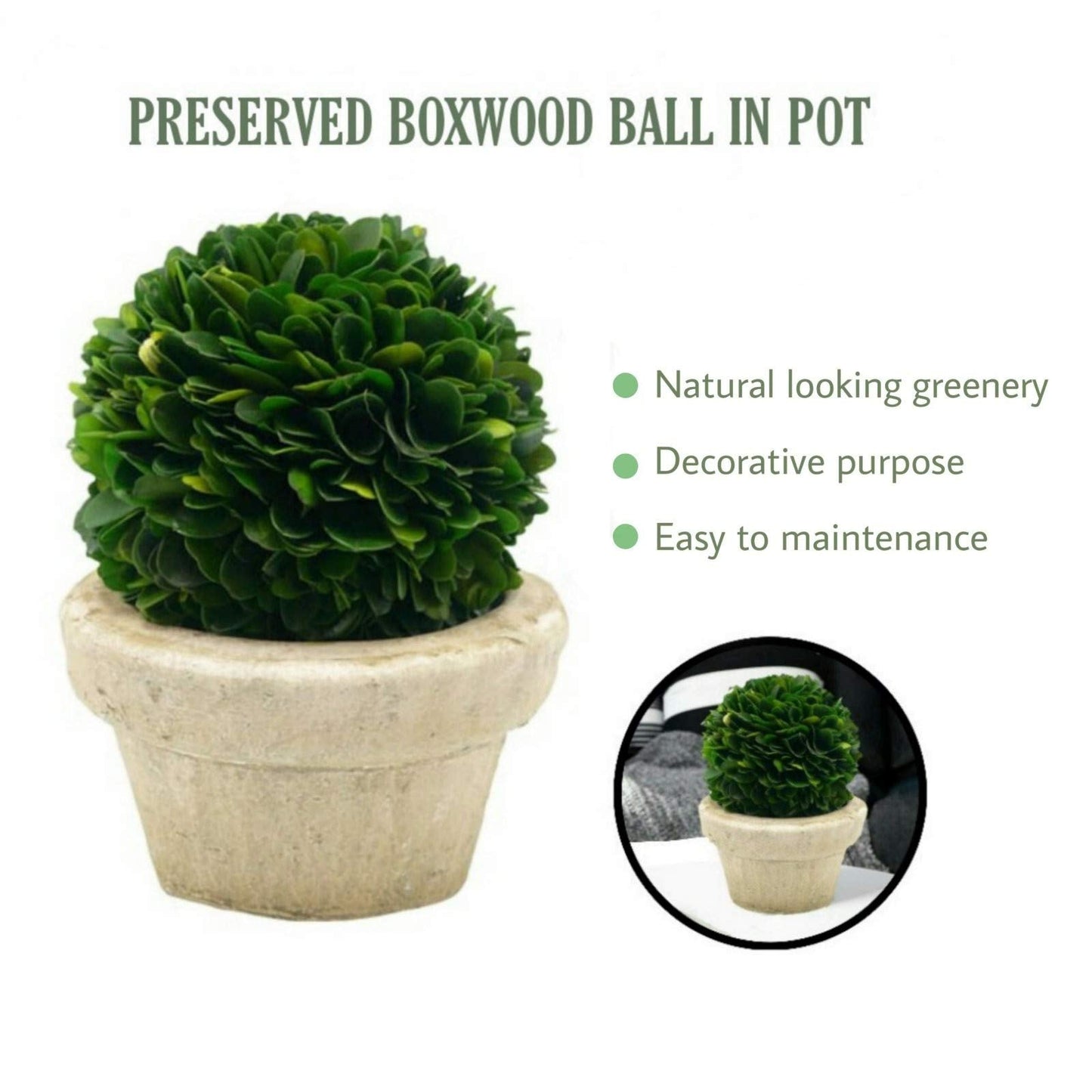 Serene Spaces Living Preserved Boxwood Ball with Small Pot – Boxwood in Planters, Preserved Plant for Boxwood Table Decor, Centerpiece, Measures 5.5" Tall & 4" Diameter, Single