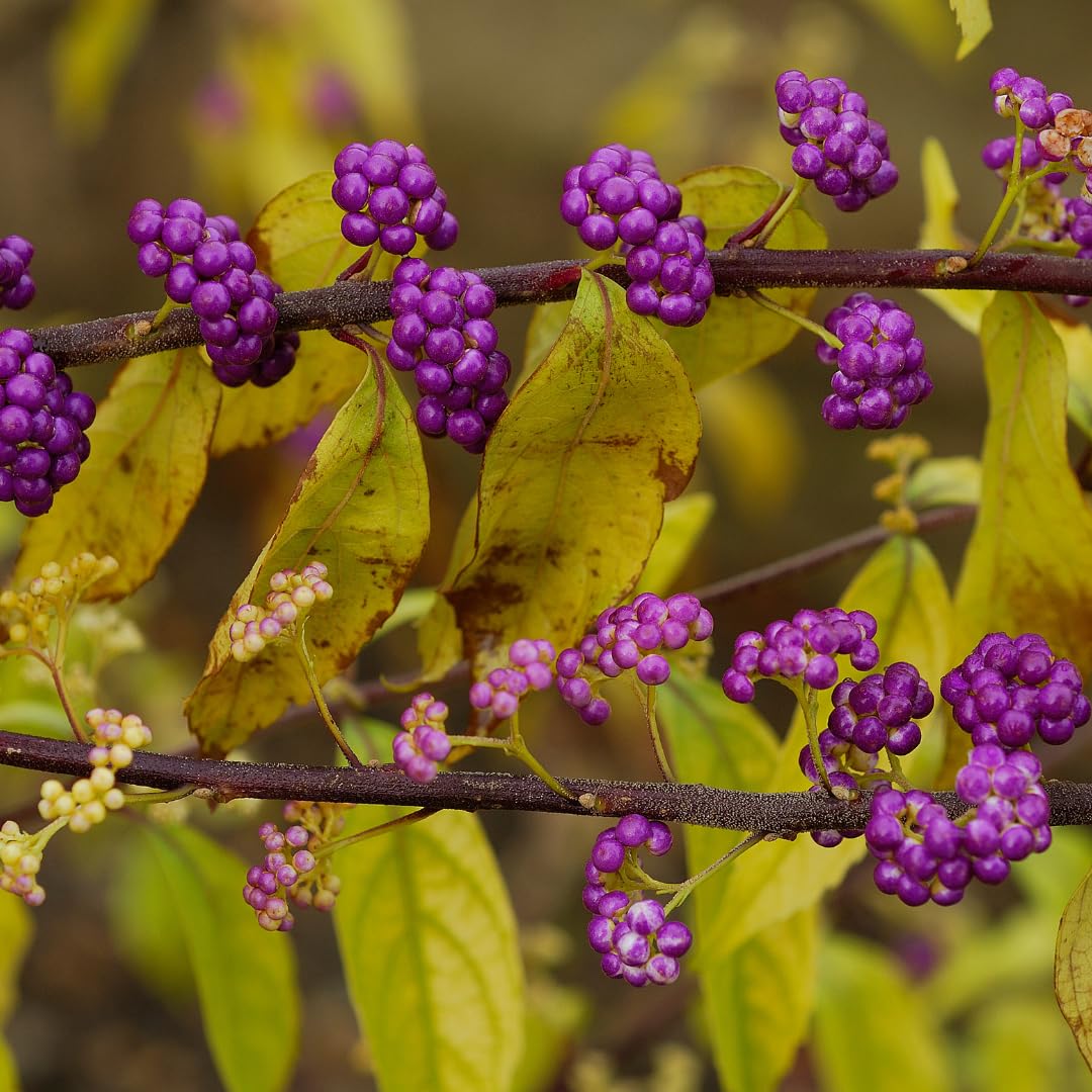 American Beautyberry Tree Live Plant, 2–3 Years Old, 12-16 Inches Tall, Outdoor Berry Shrub for Garden Spring Planting, Bare Root, Well-Rooted