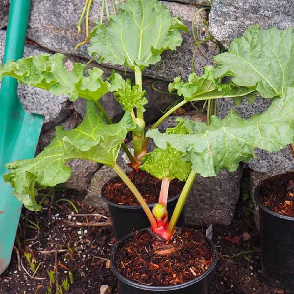 Rhubarb Plants Root for Planting, Hardy Rhubarb Plant Root for Outdoor Garden, Perennial, Size 3 to 6 Inch (5 Pack)