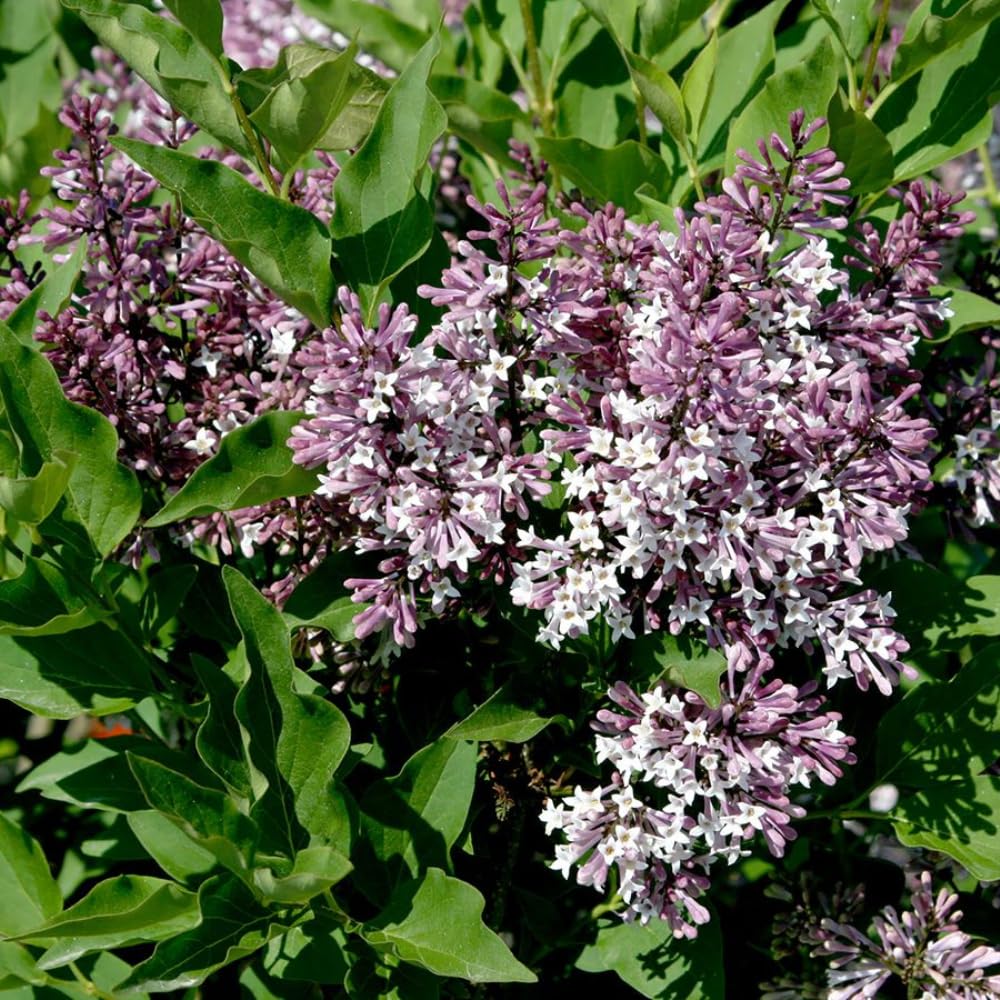 Lilac Live Plant in Pot, Hardy Shrub with Reblooming Blossoms, 1-2 Year Old Plant, Dormant in Winter, Fragrant Flowers (Lavender Lilac)