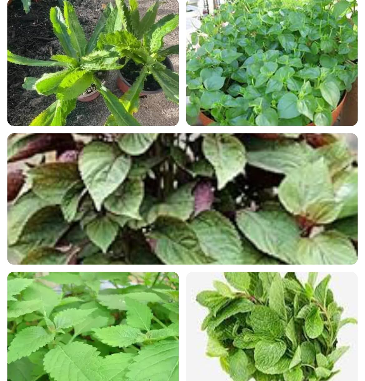 Set of 5 Vietnamese Vegetables Ngò GAI, Rau Càng Cua, Rau tía tô, Kinh giới, húng lũi Culantro Thai Parley, peperomia pellucida Plant Seeds and Vietnamese Perilla Seeds 1000++ Seeds/Bag