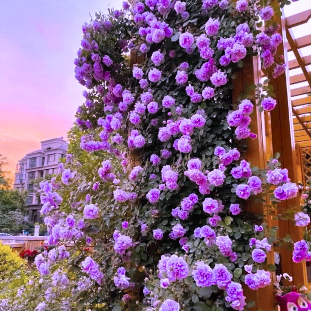 6 Months Old Climbing Rose Live Plant, Well Rooted 5-9" Tall, No Leaf, Ready to Plant Indoor Outdoor, Climber Rose Bush, Hybrid Tea Rose Like, Very Fragrant, Long Bloomer (Purple)