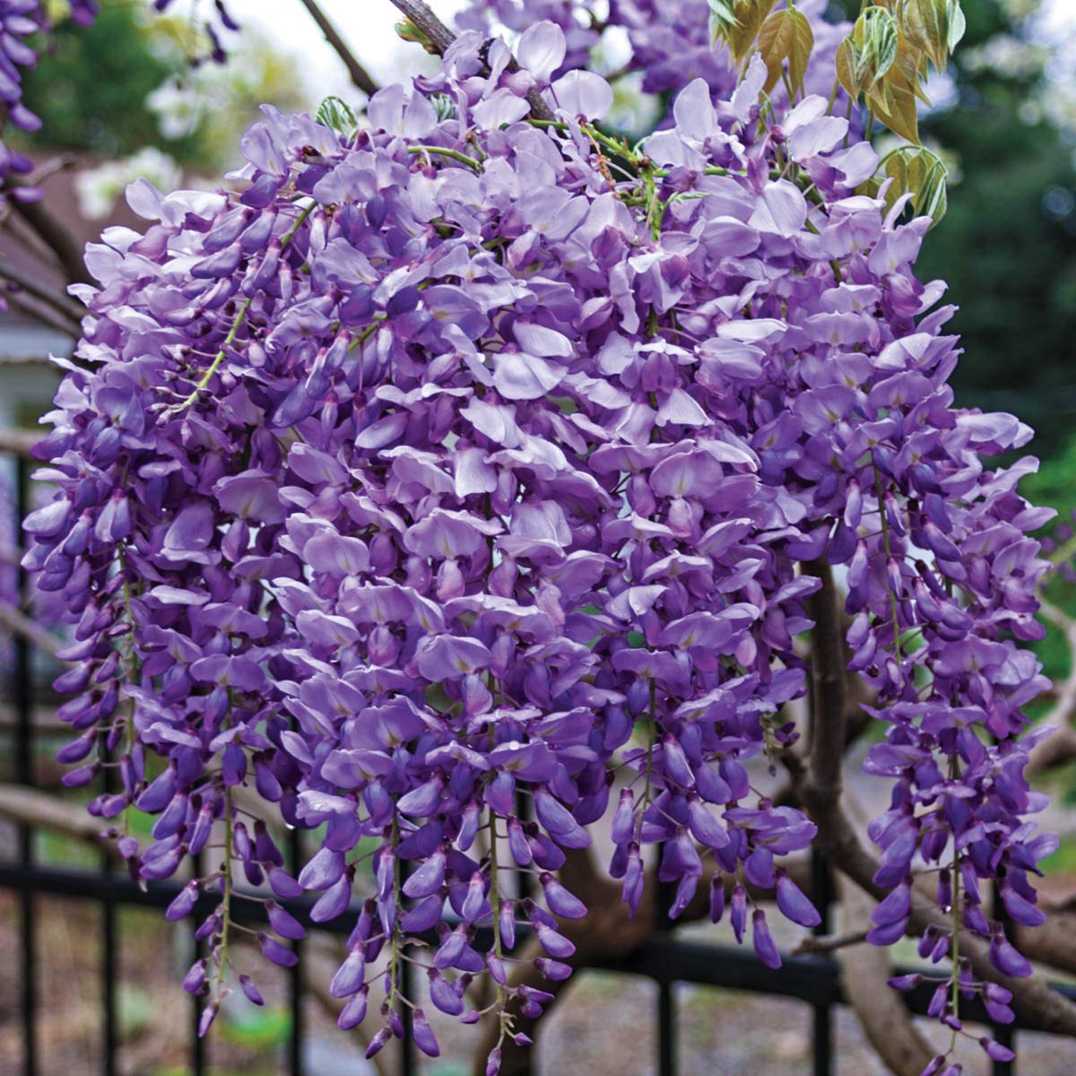 SPRING HILL NURSERIES - Blue Moon Reblooming Wisteria Flowering Vine - Extremely Hardy Vine That Blooms up to 3 Times per Year - Includes one Bare Root Plant per Offer